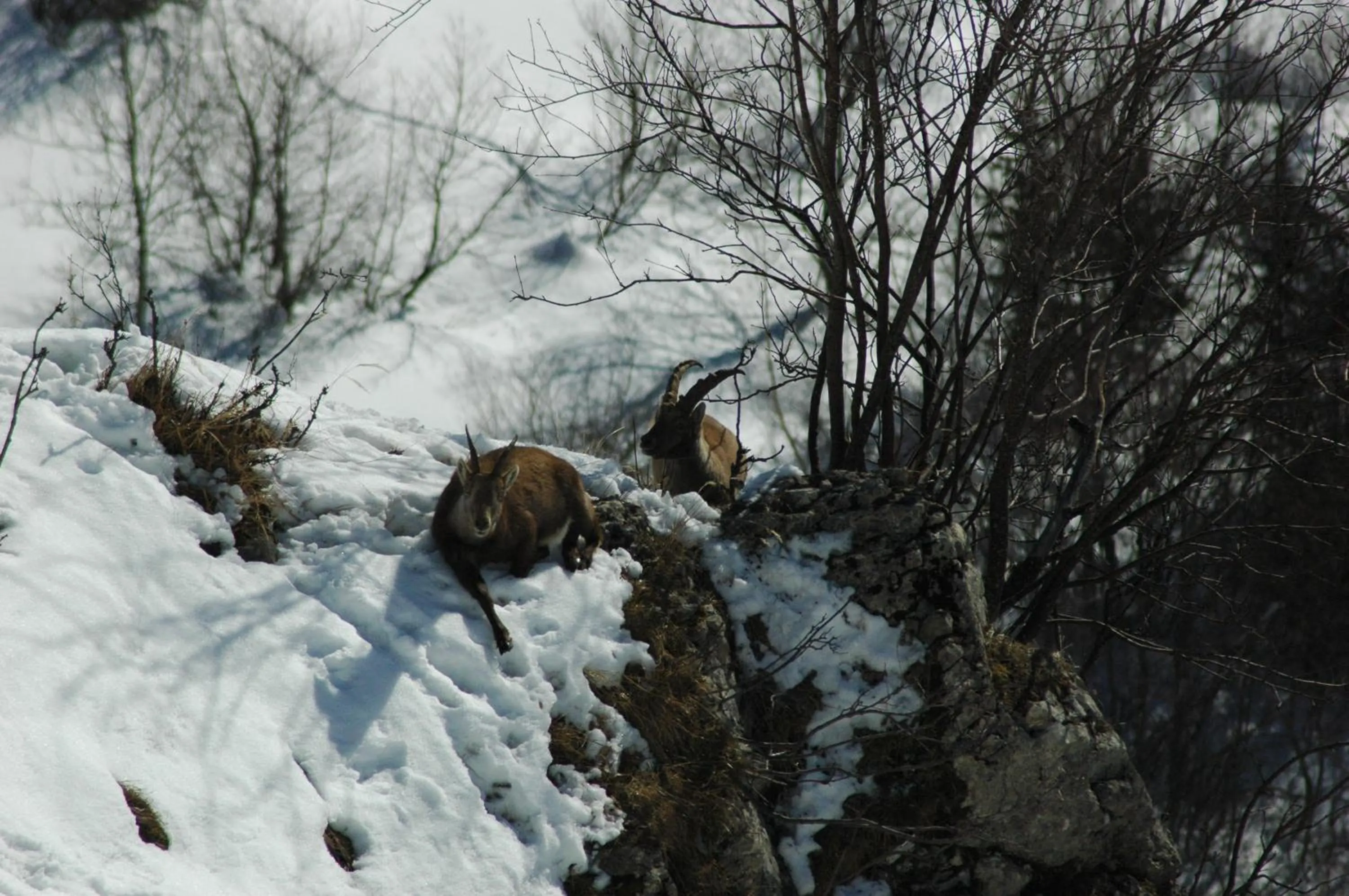 Other in Hôtel Flor'Alpes