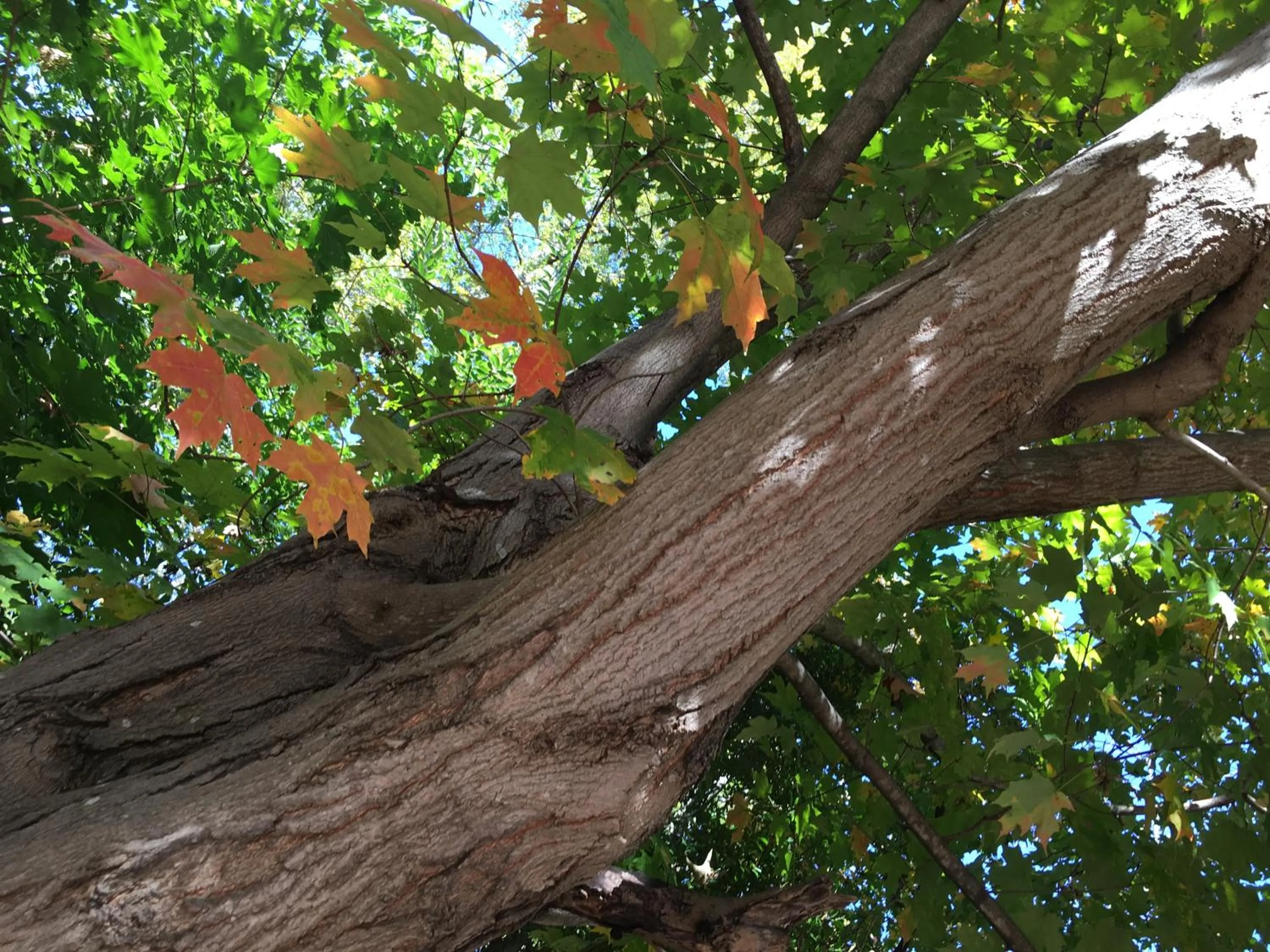 Autumn in Colts Neck Inn Hotel