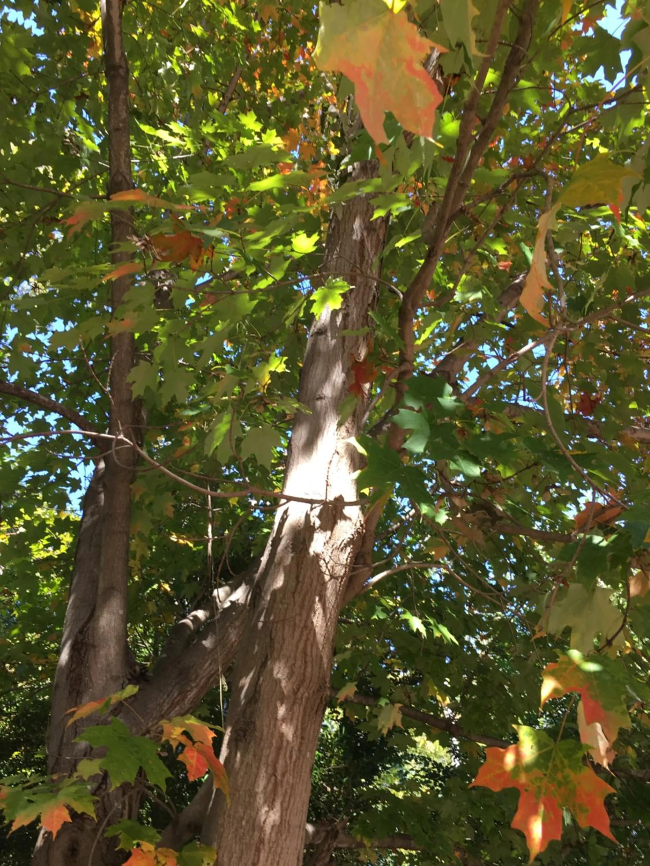 Autumn in Colts Neck Inn Hotel