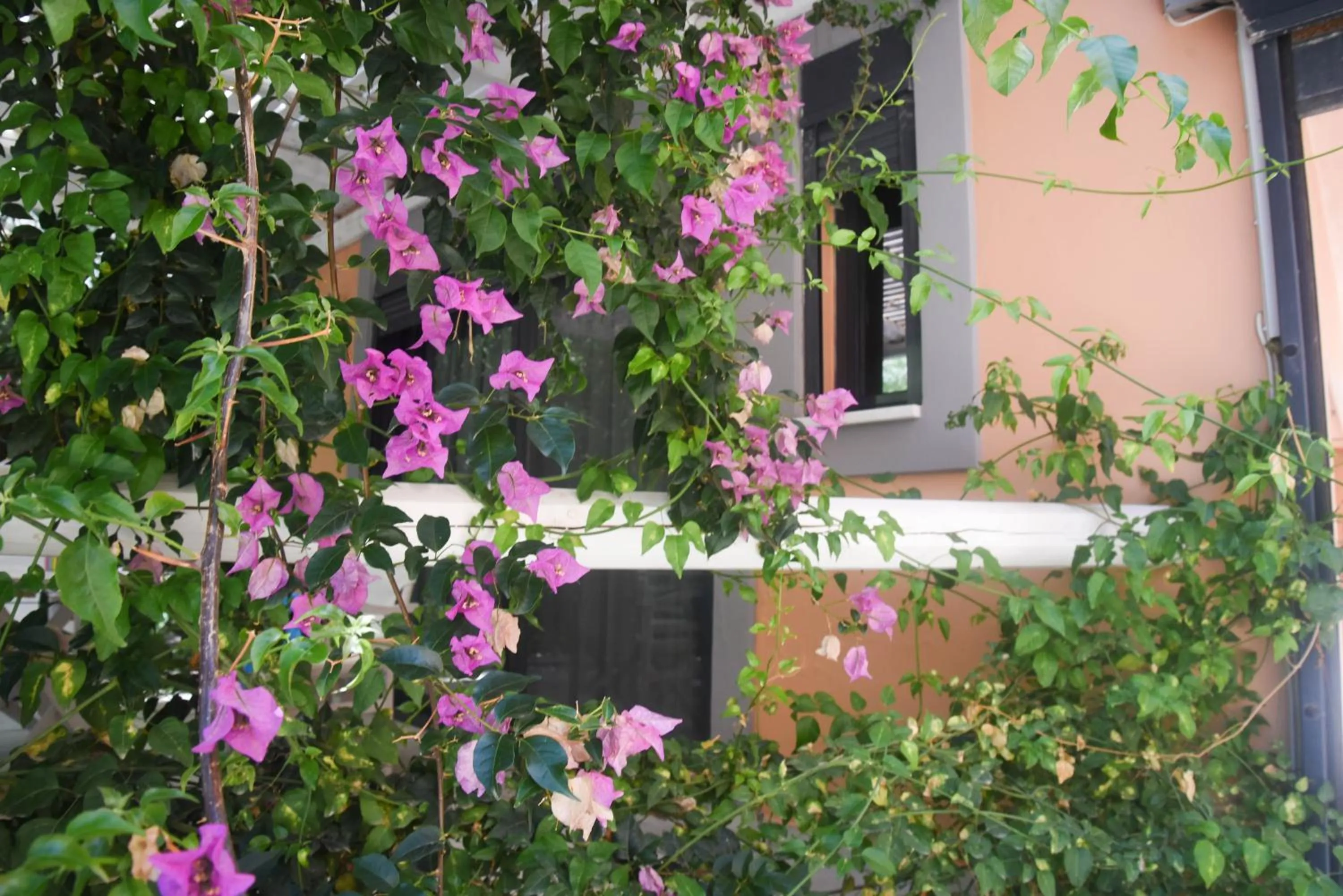 Garden in Derveni Luxury Apartments