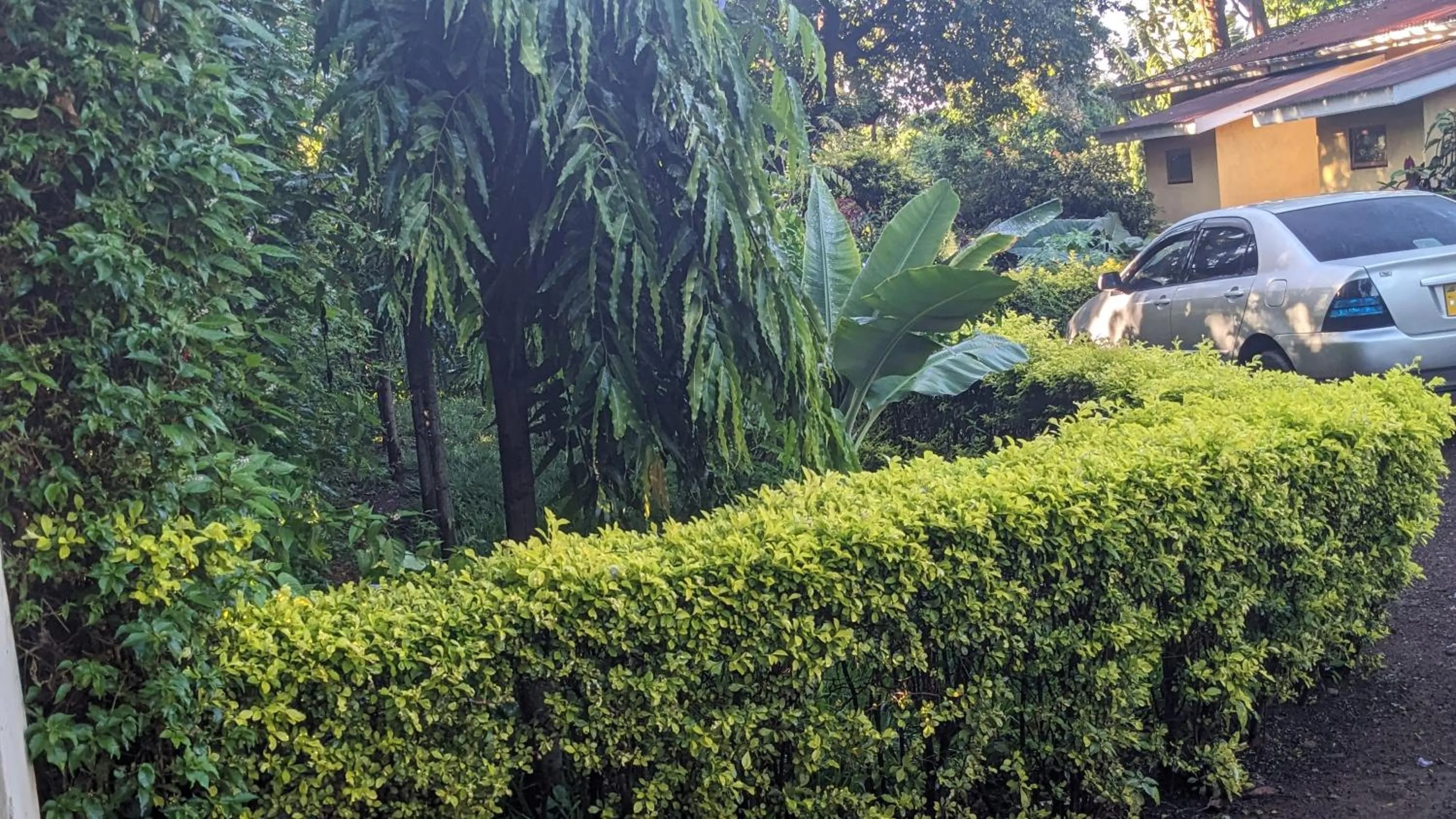 Spring in JACARANDA HOMESTAY