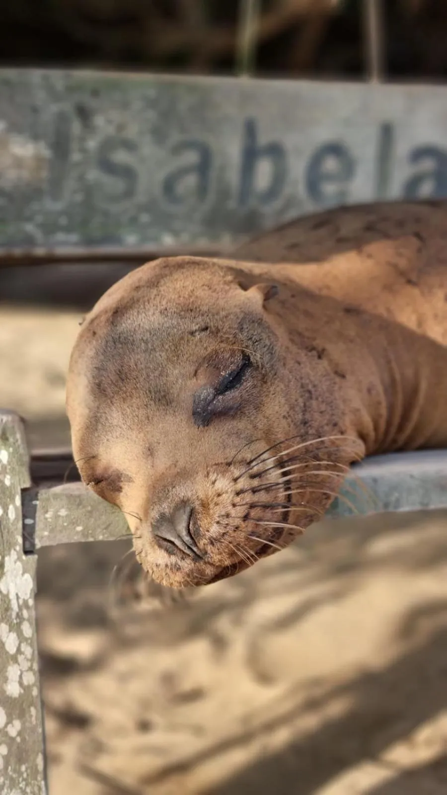 Animals in Hostal Casa Edén