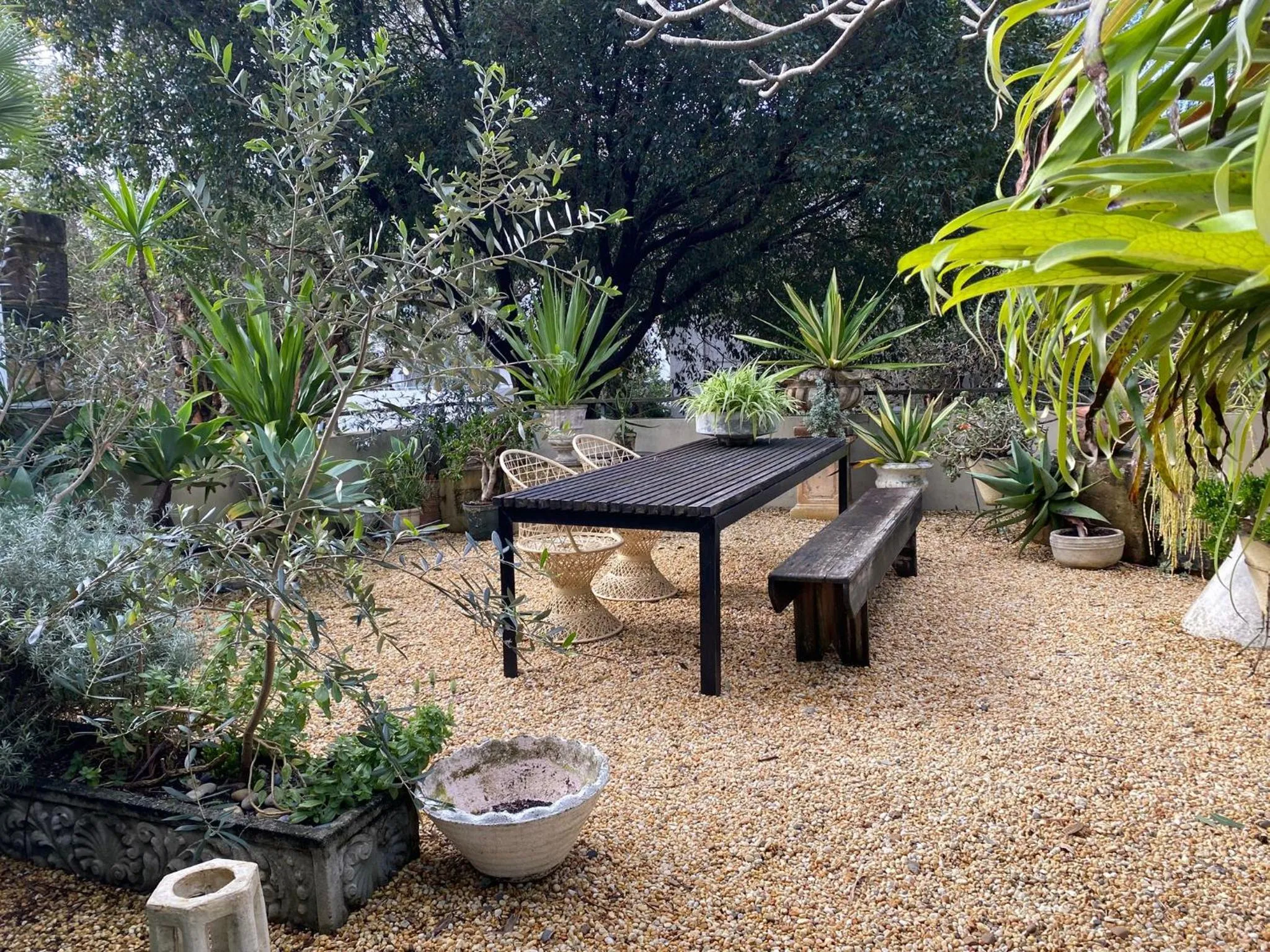 Garden in Bondi Beach House