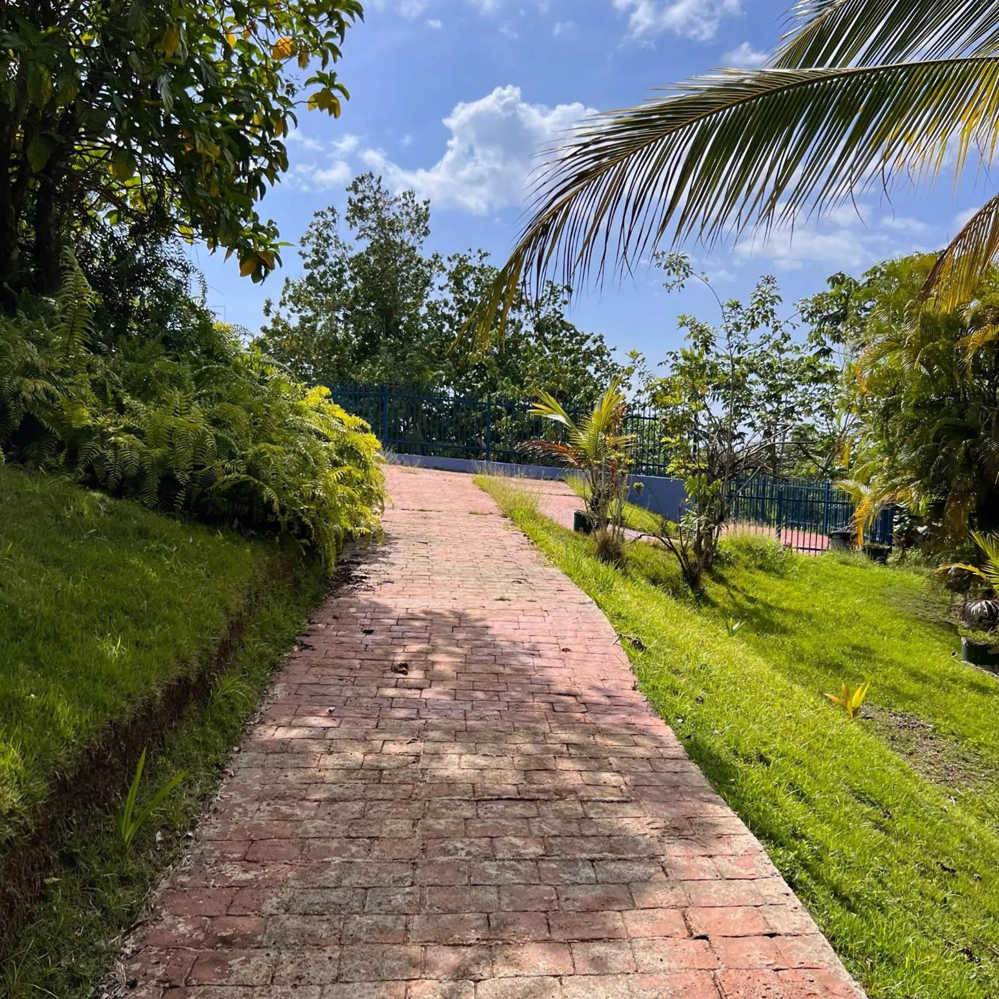 Garden in El Oasis Hotel