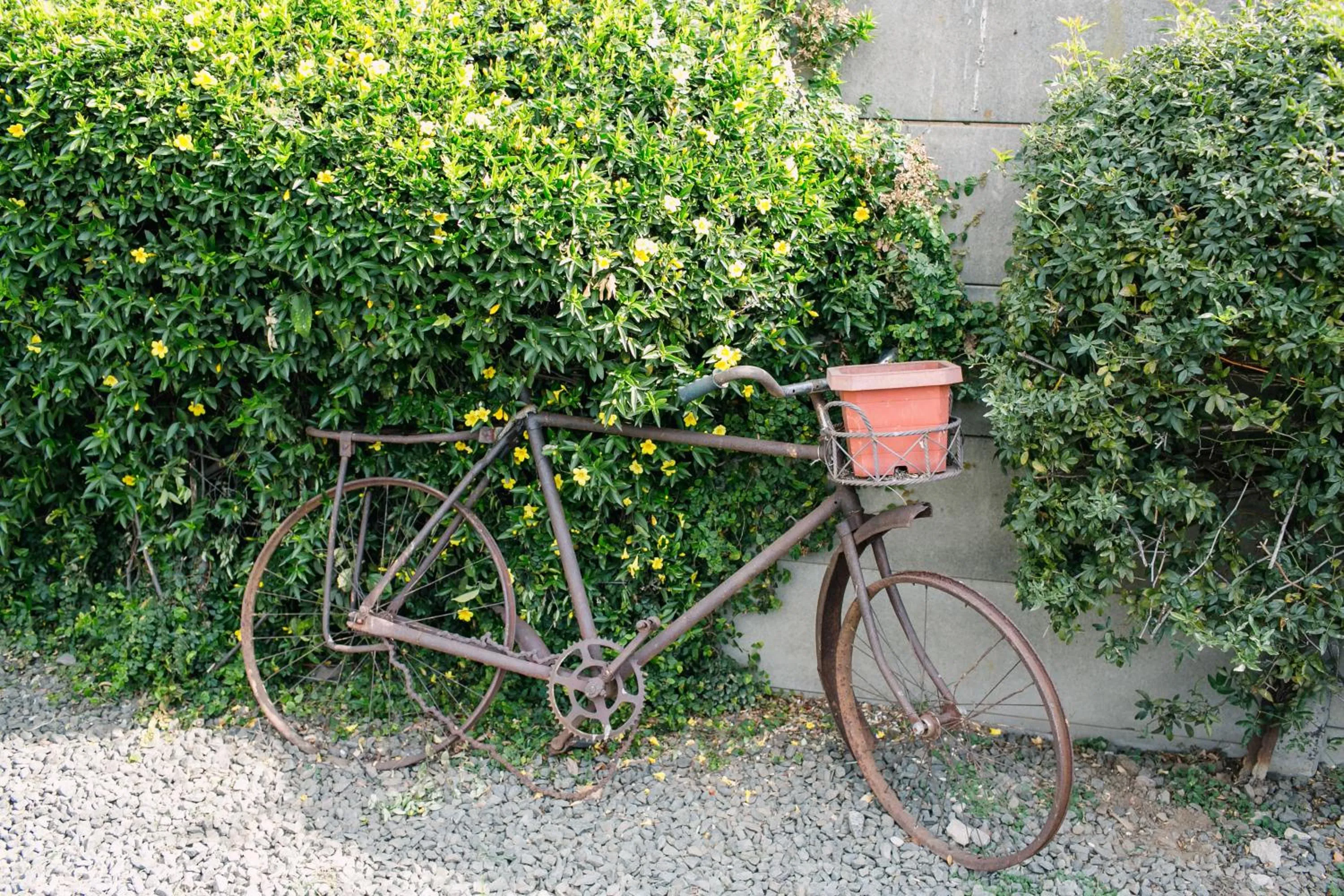 Garden in Pennylane Guest House