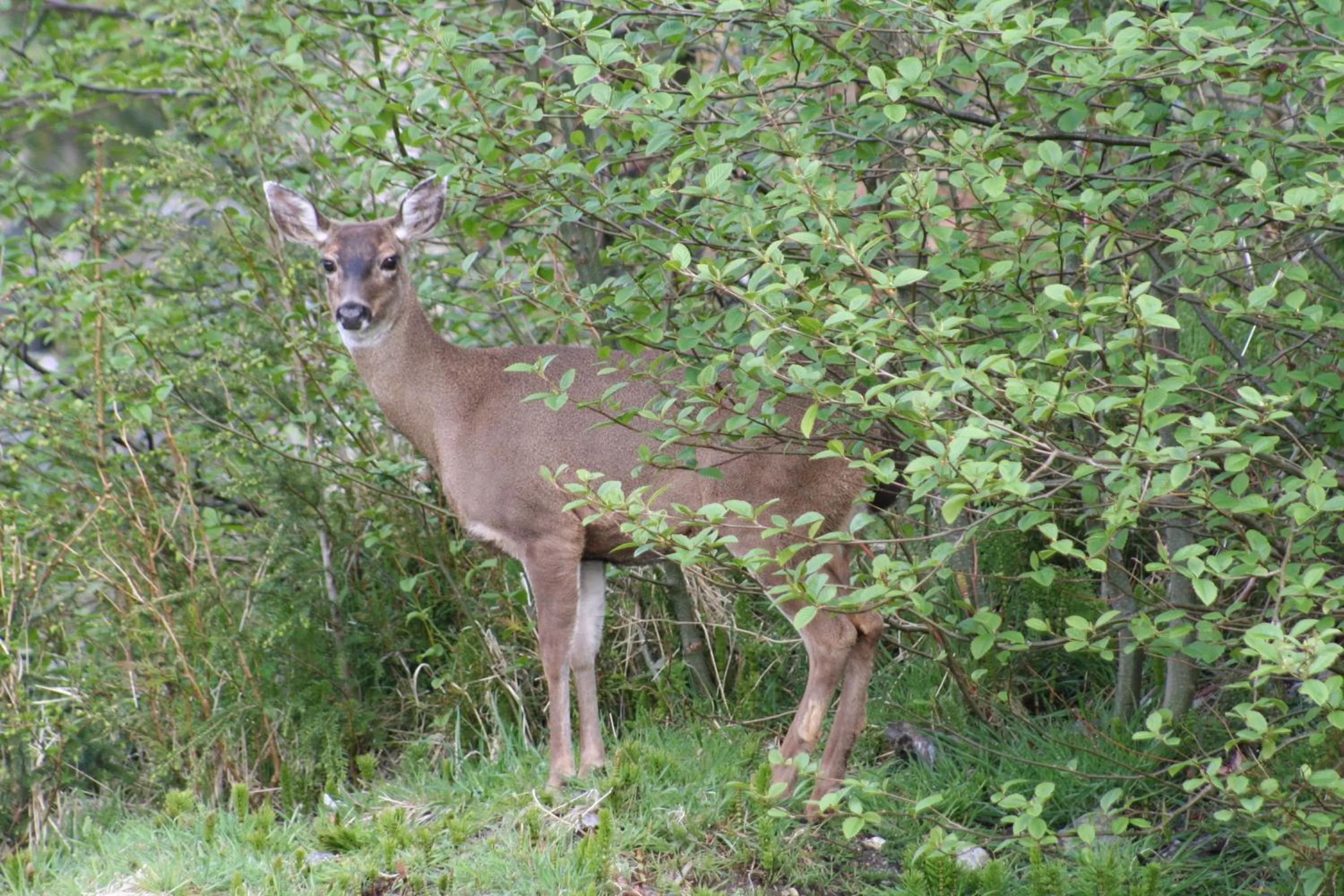 Area and facilities in Cabins West