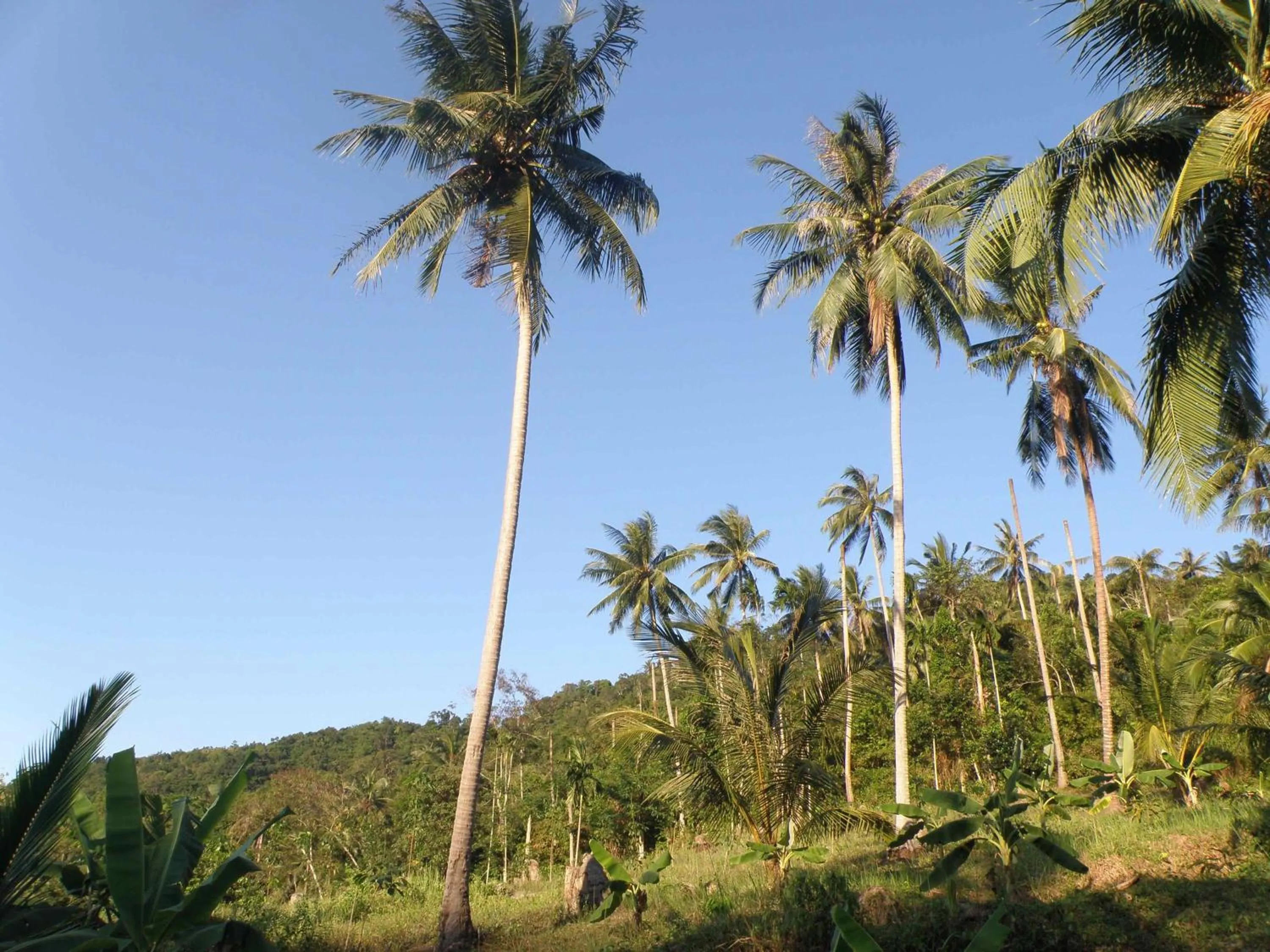 Entertainment in Pink House