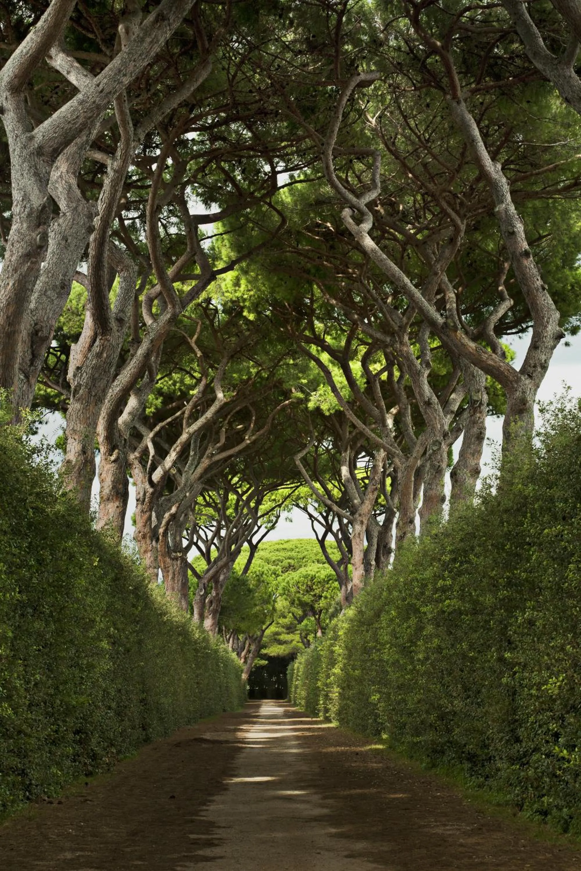 Garden in QC Grand Hotel Roma