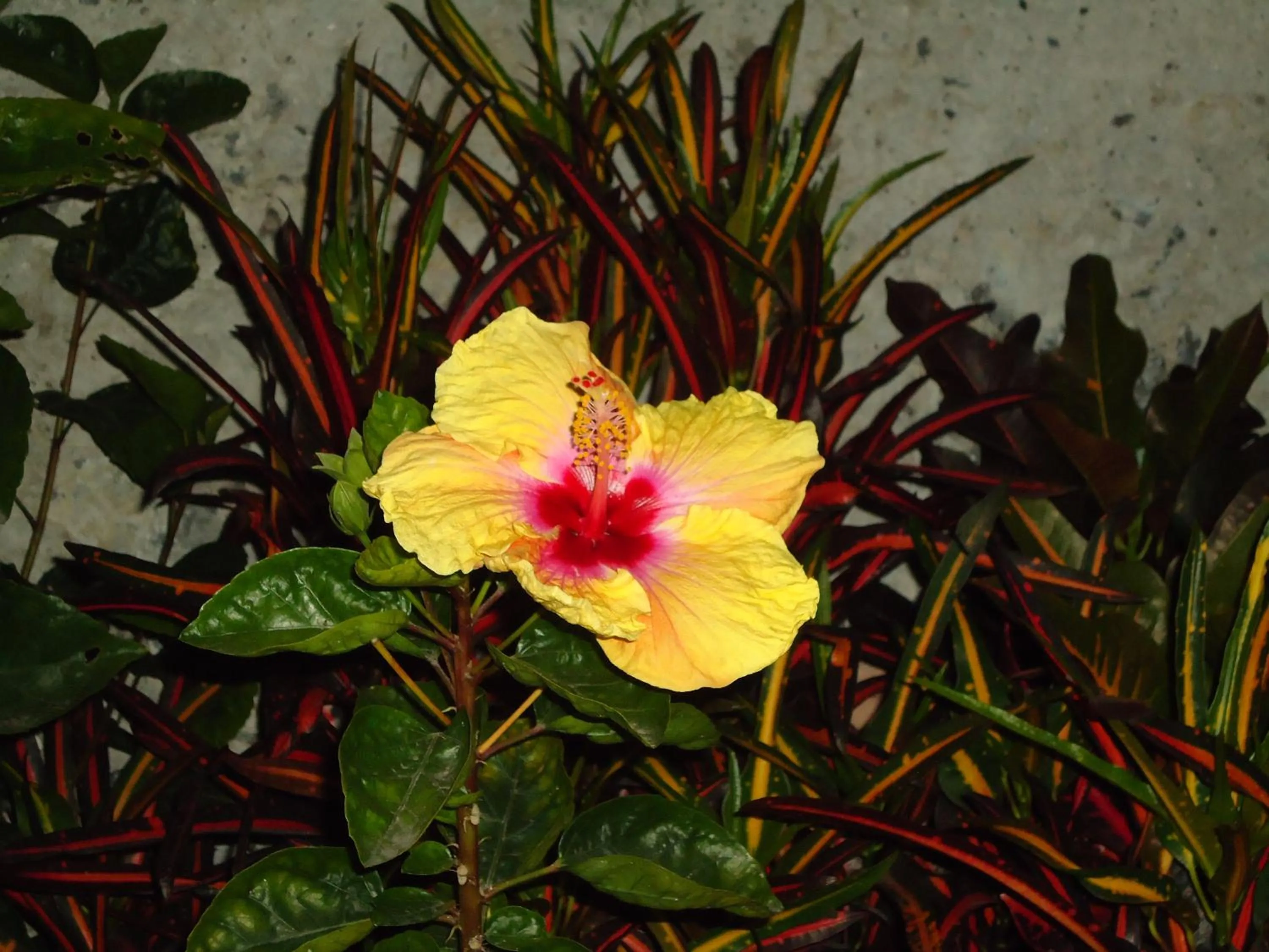 Garden in Hotel del Rio