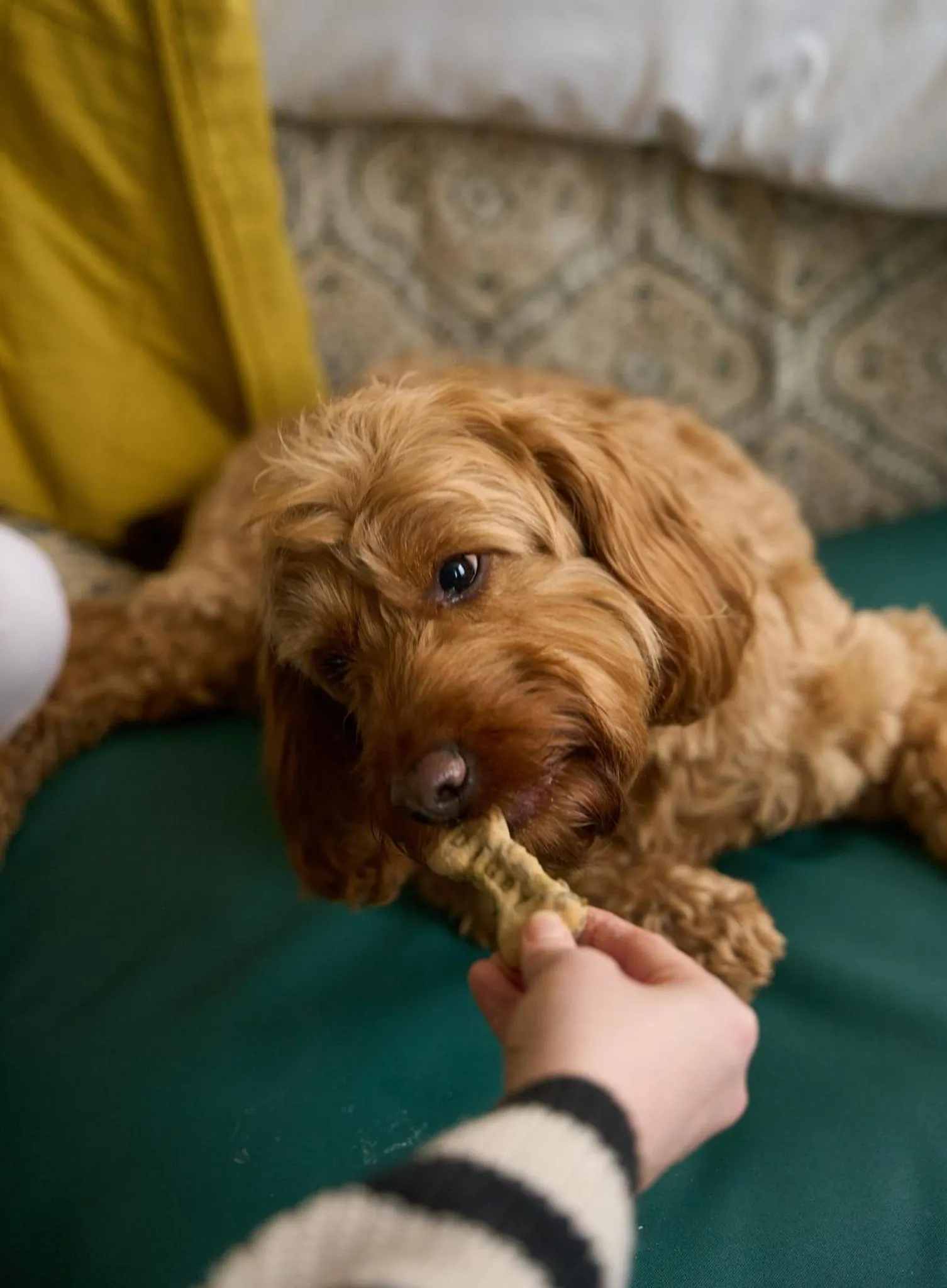 Pets in The White Horse - A Heartwood Inn