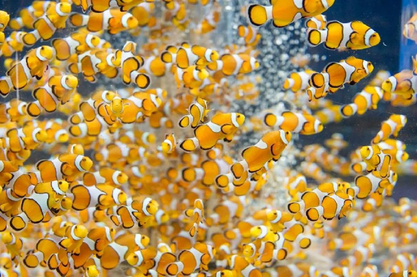 Other in Kamogawa Sea World Hotel