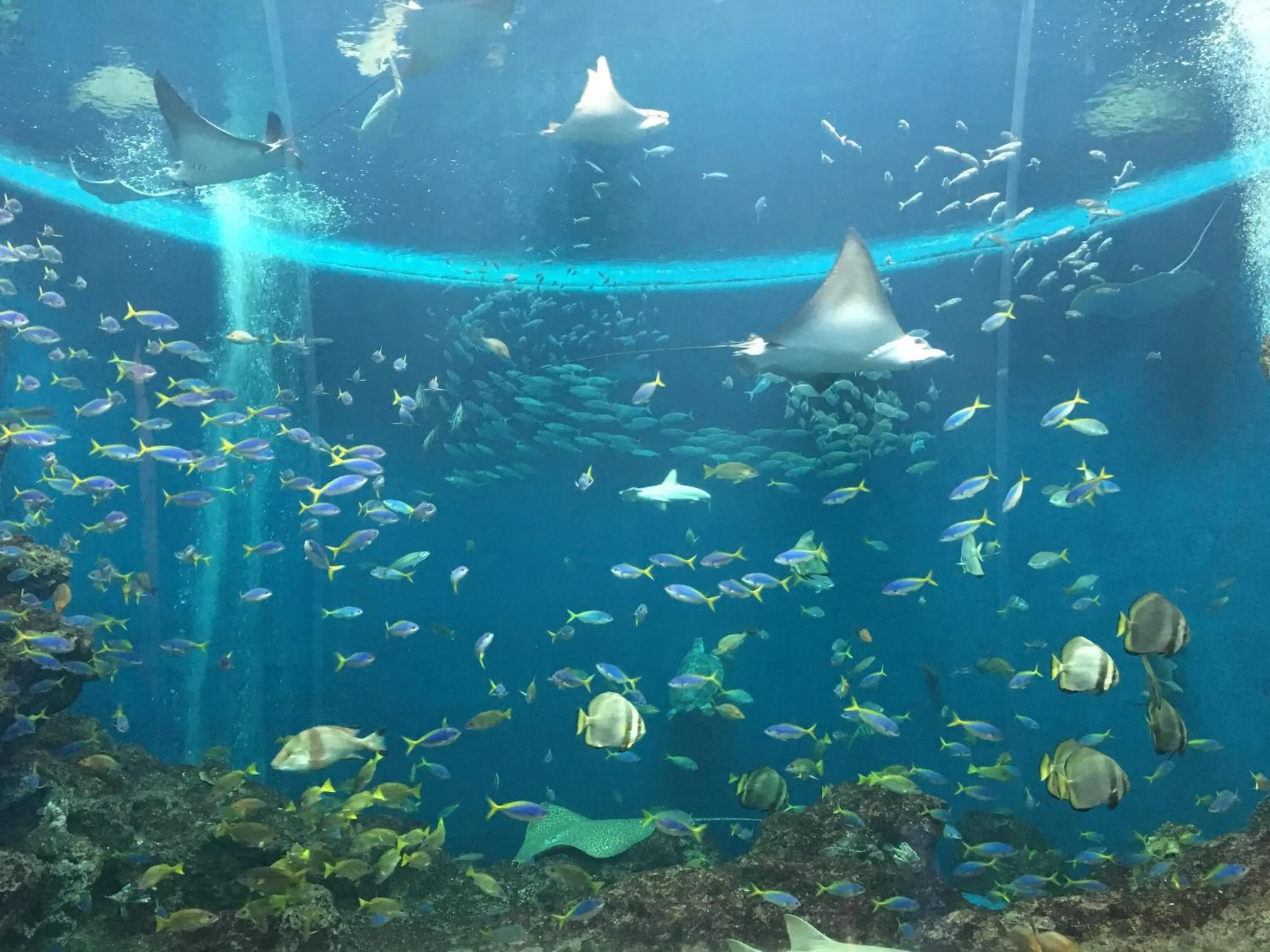 Other in Kamogawa Sea World Hotel