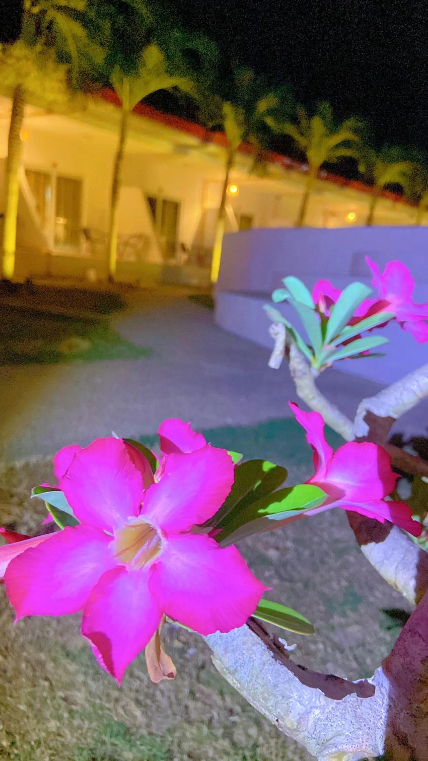 Night in Green Mango Resort