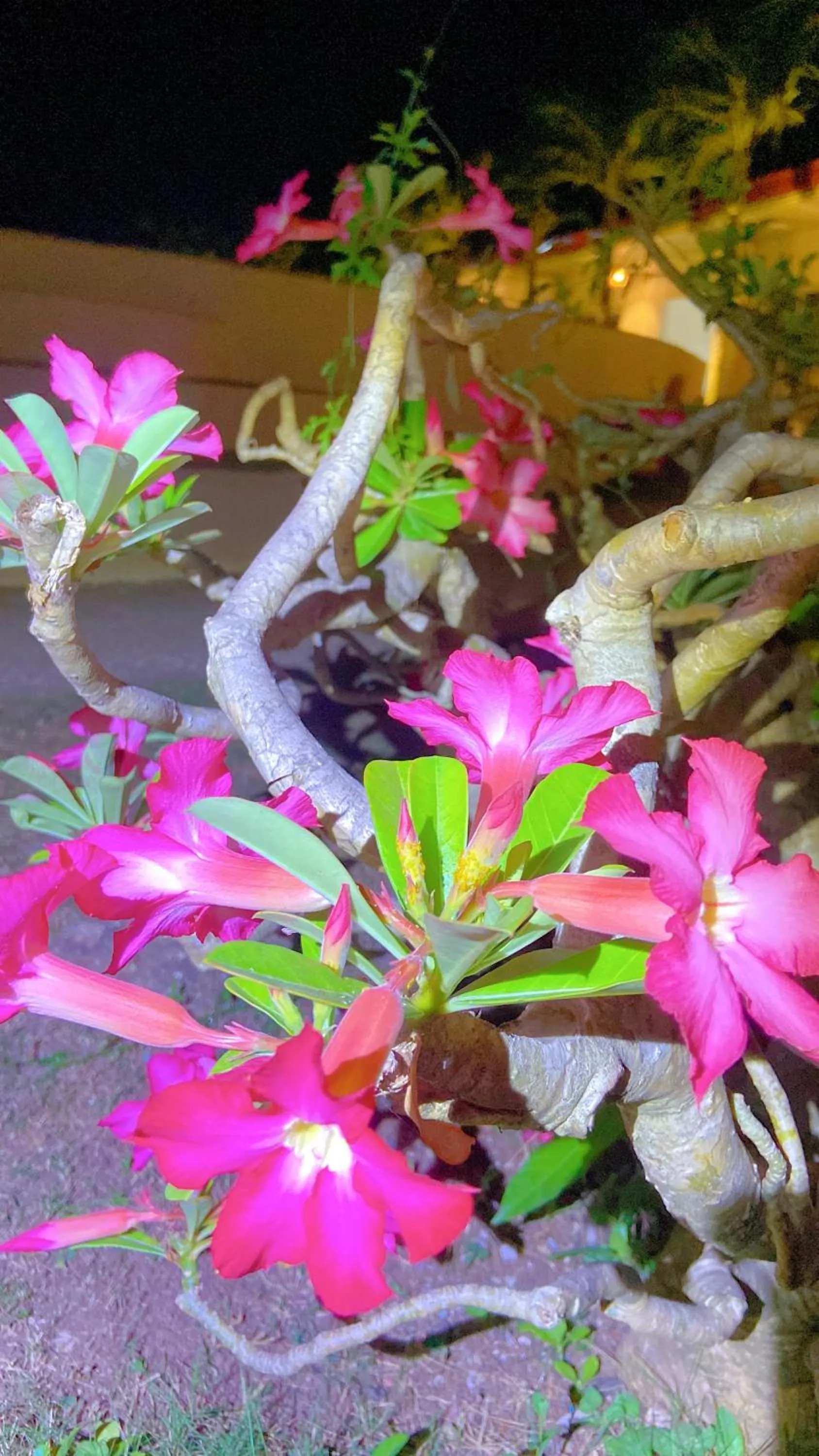 Garden view in Green Mango Resort