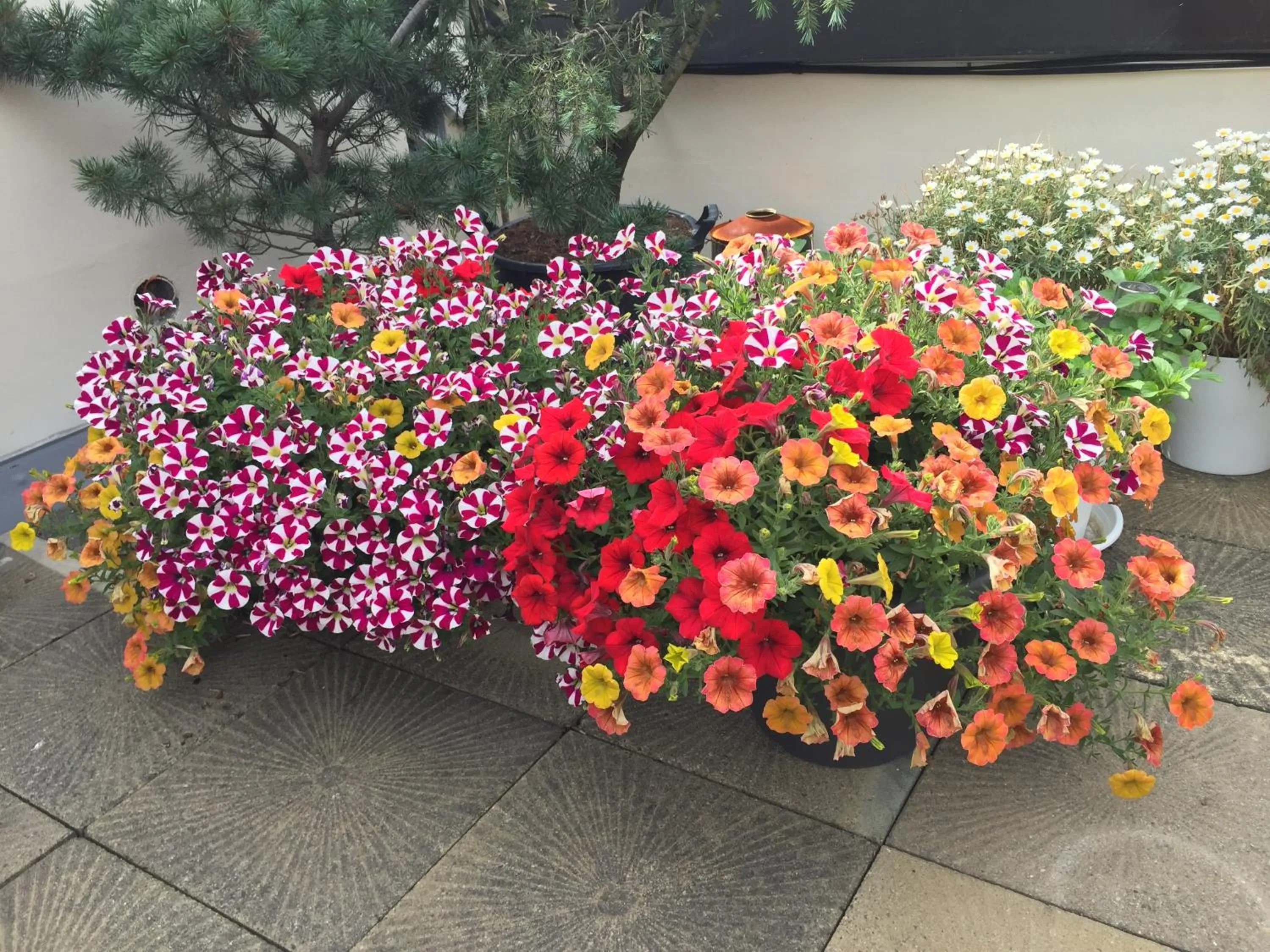 Patio in Old Town Boutique Apartments