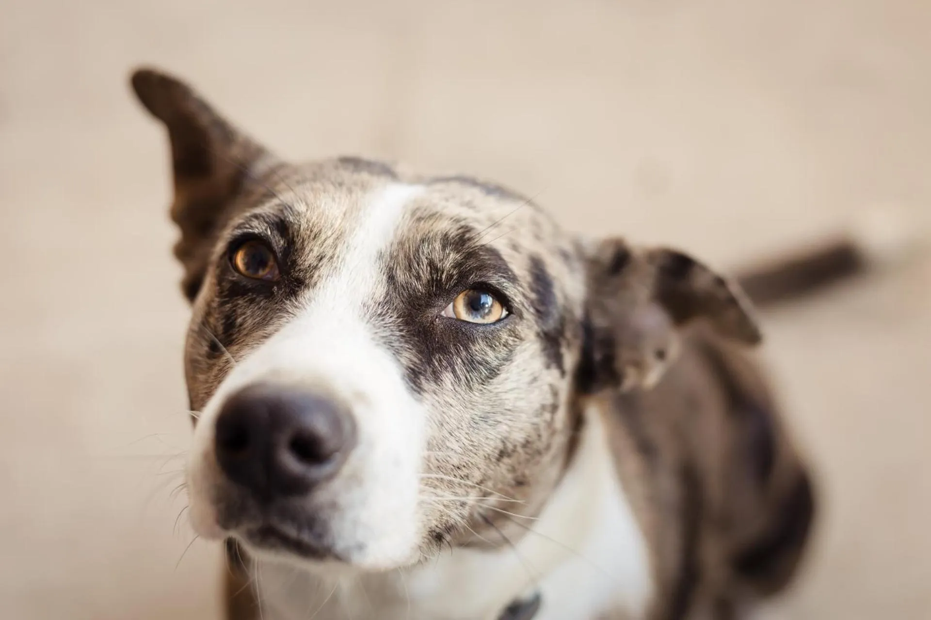 Animals in MeraVilla