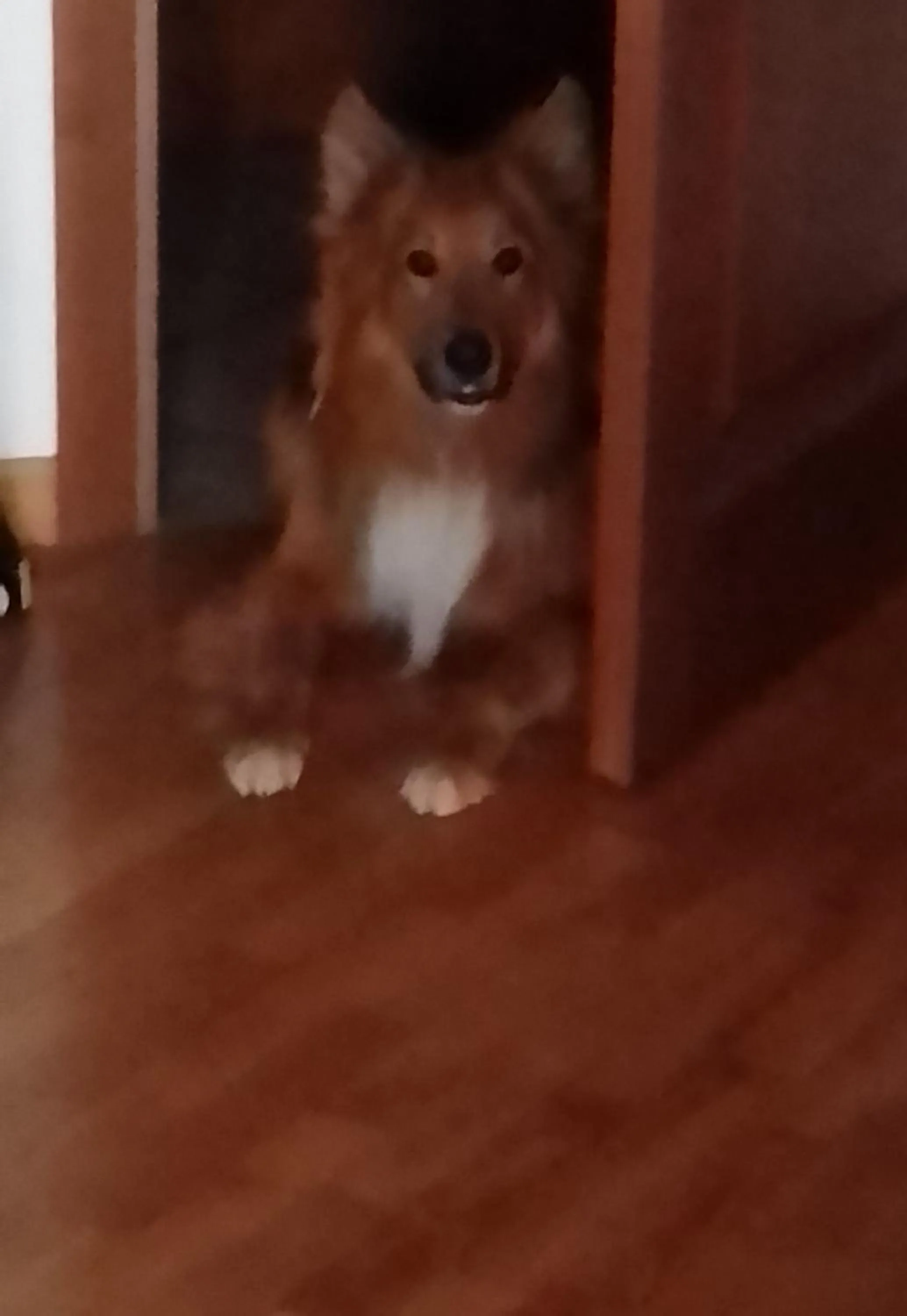 Pets in Il Melograno