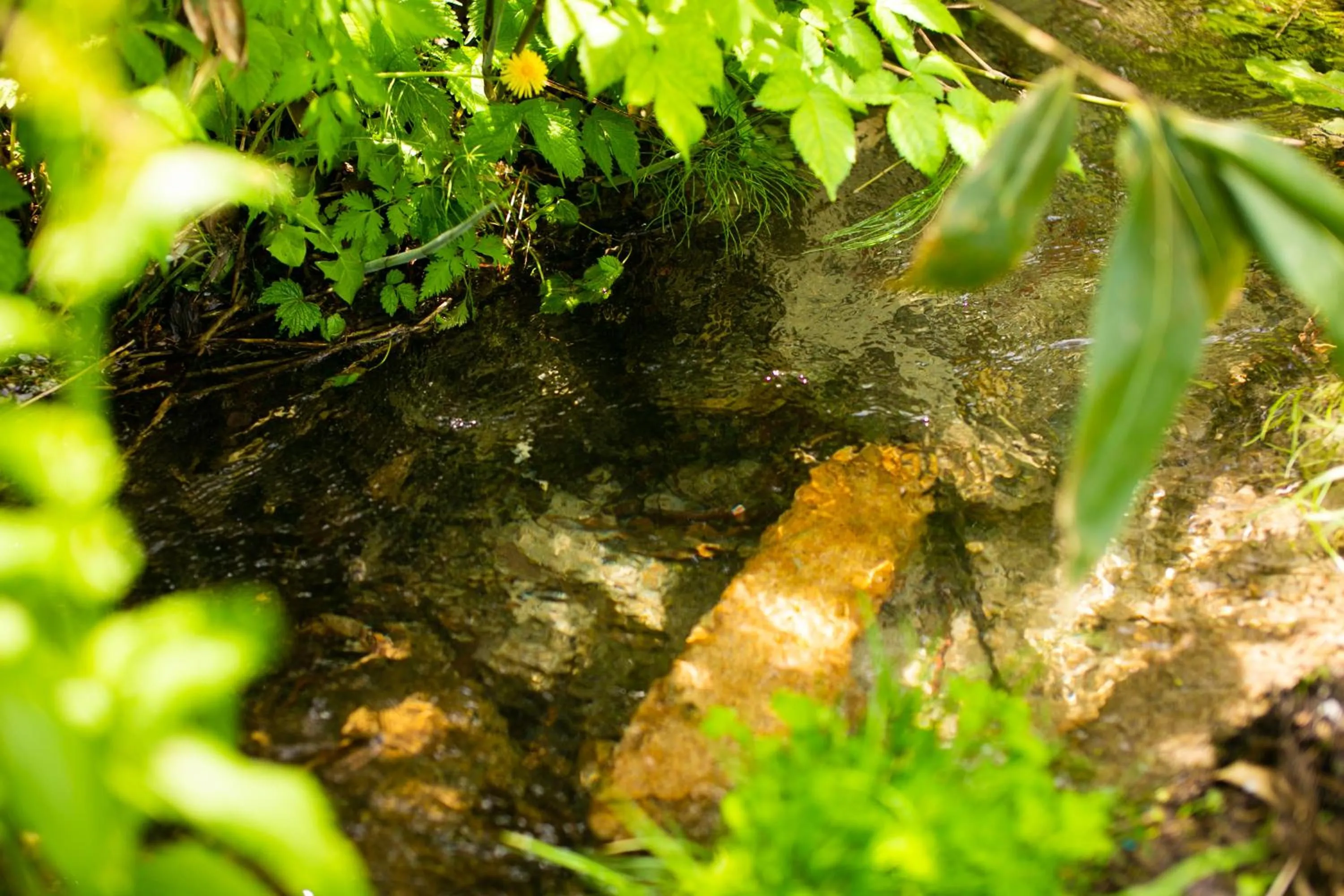 Natural landscape in Restaurant & Hotel Traumerei