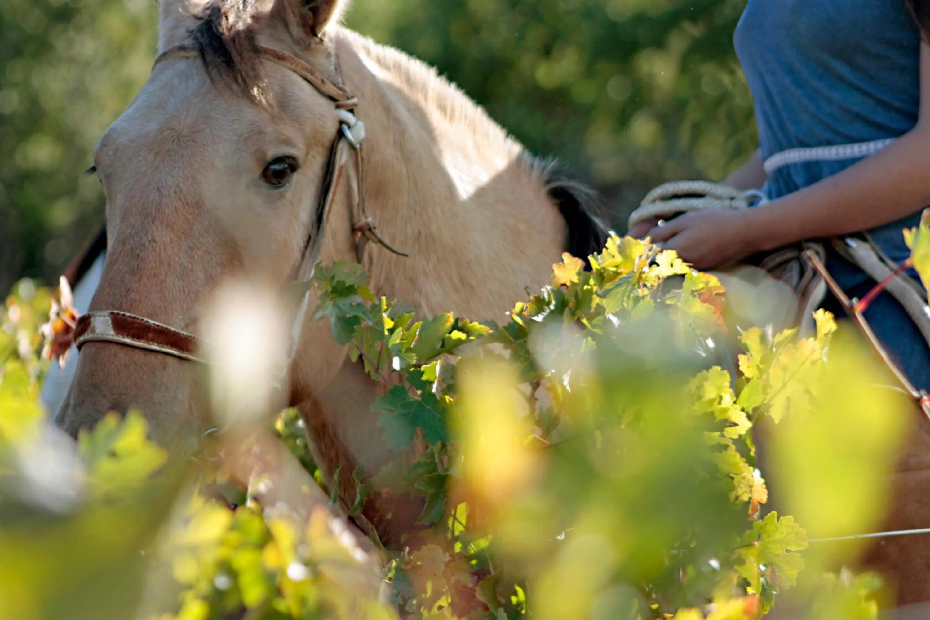 Activities in Vik Chile
