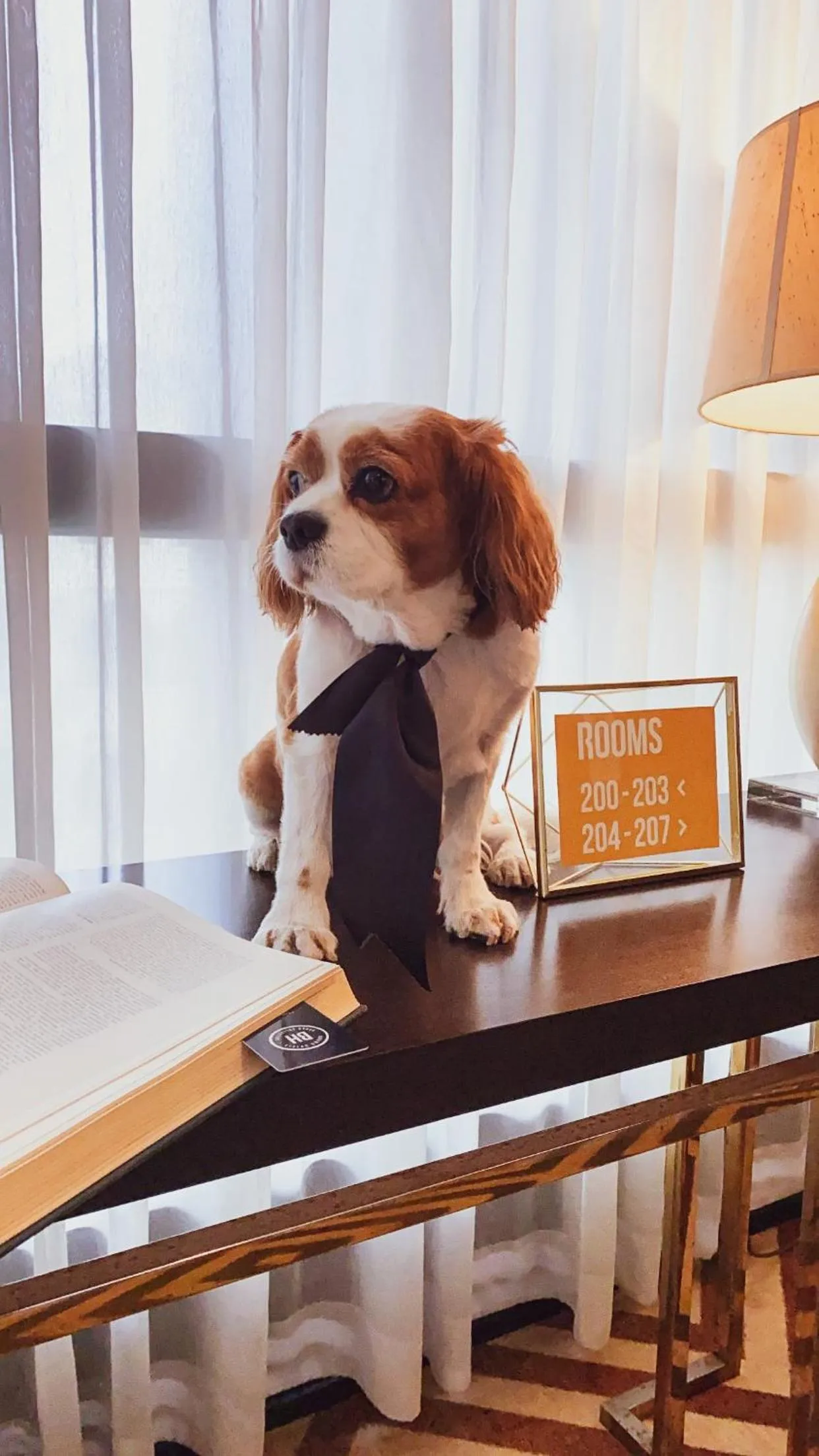 Pets in Brown Beach House Tel-Aviv, a member of Brown Hotels