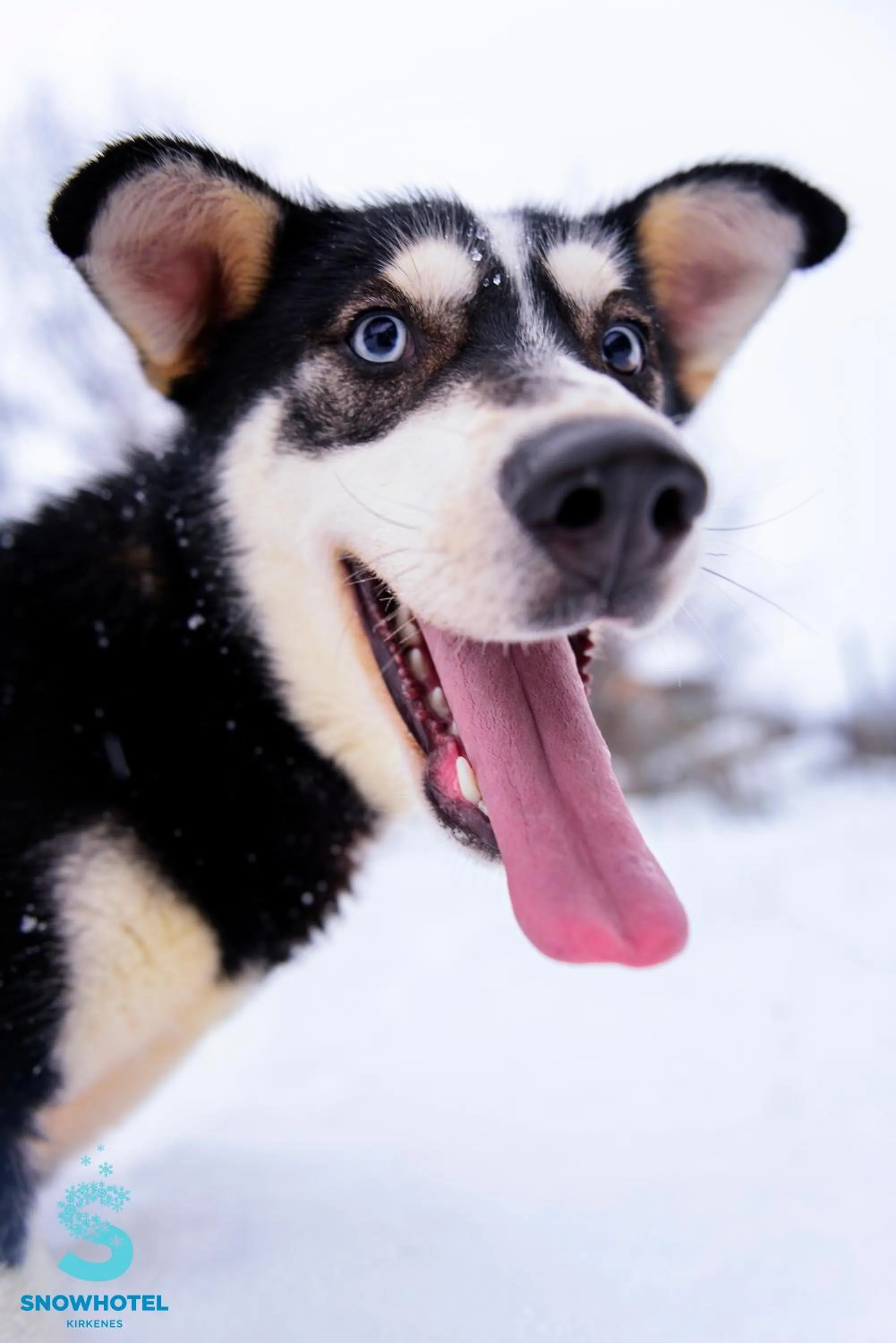 Pets in Snow Resort Kirkenes