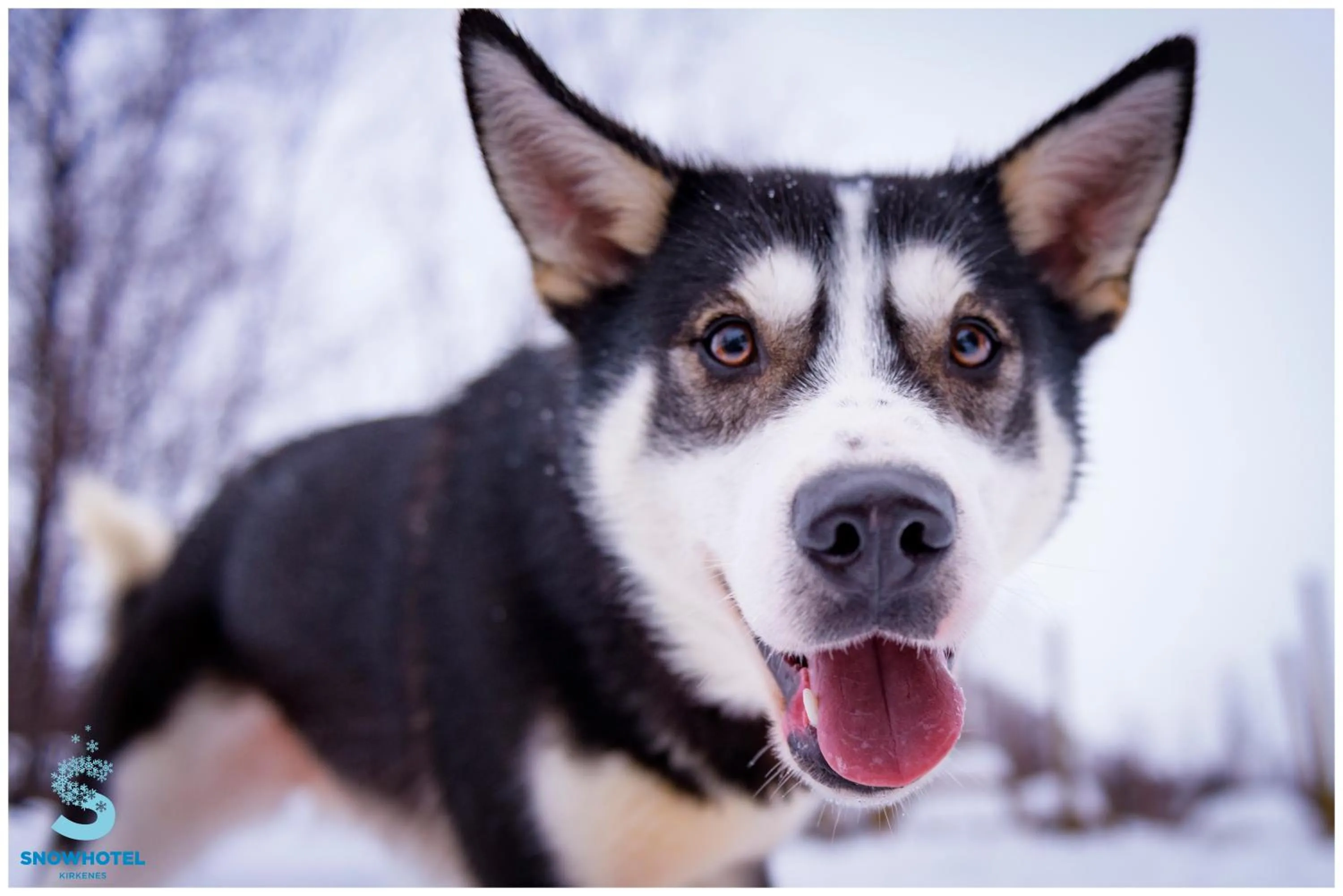 Pets in Snow Resort Kirkenes