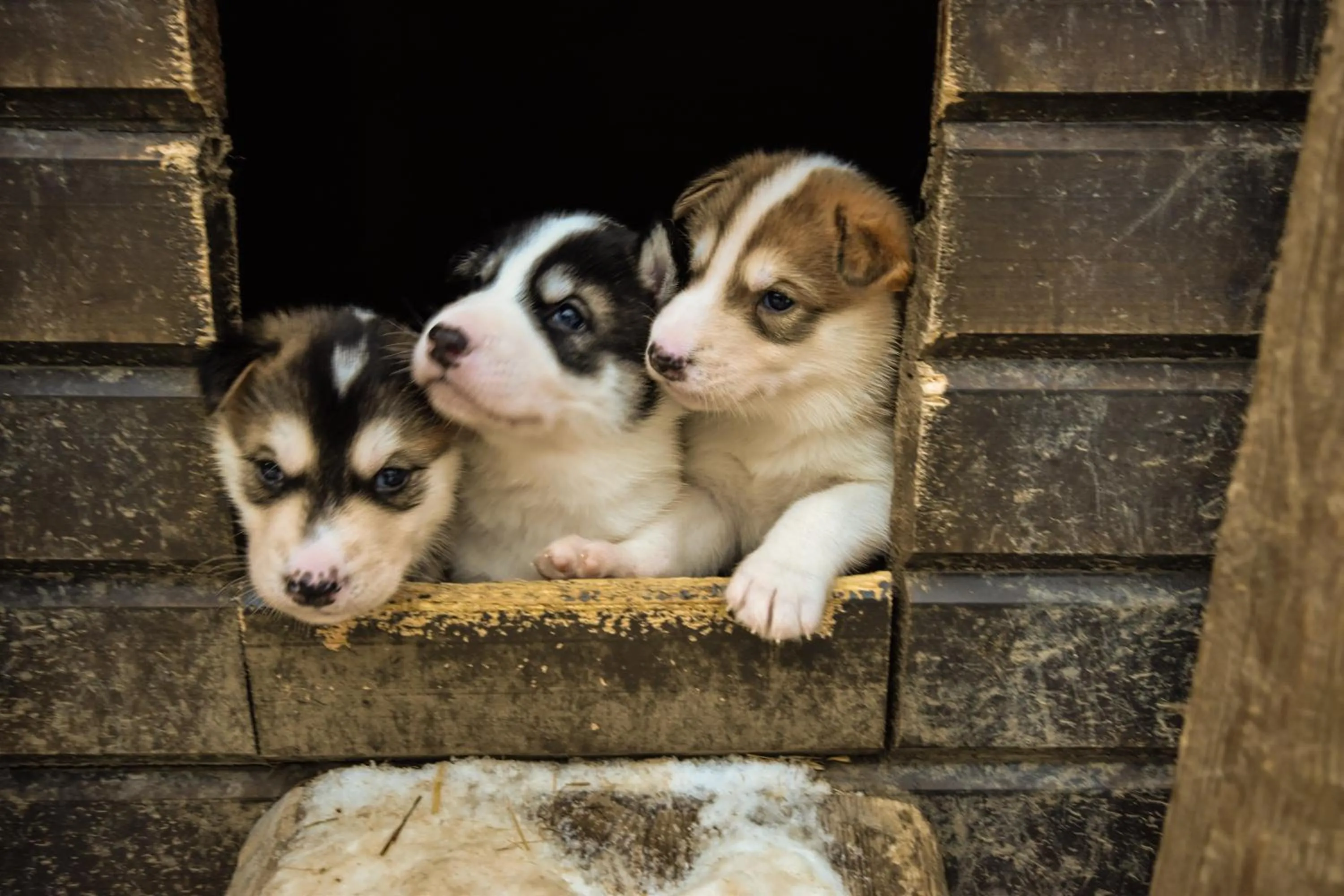 Activities in Snow Resort Kirkenes