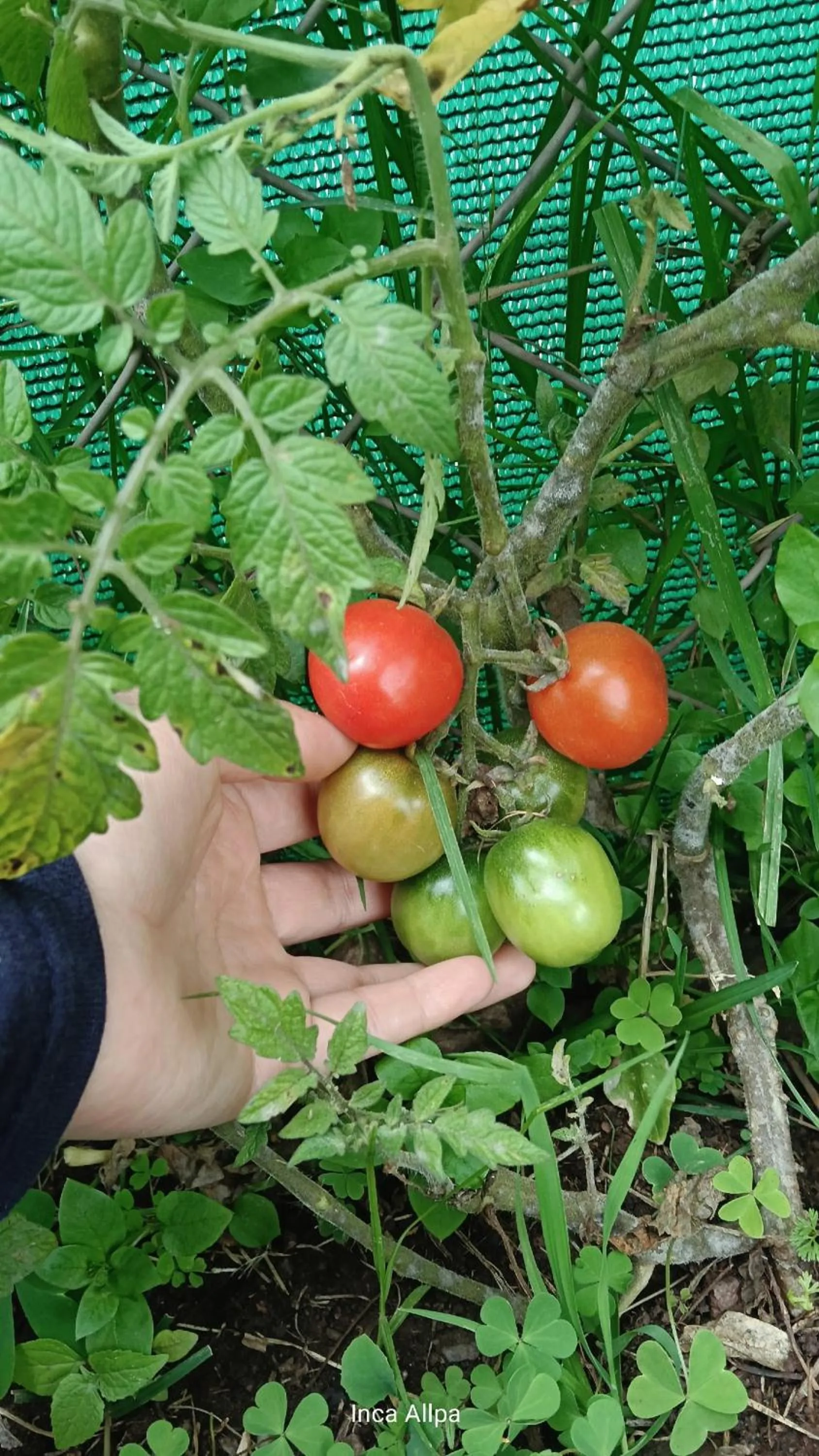 Garden in Hotel and Country House Valle Sagrado de los Incas