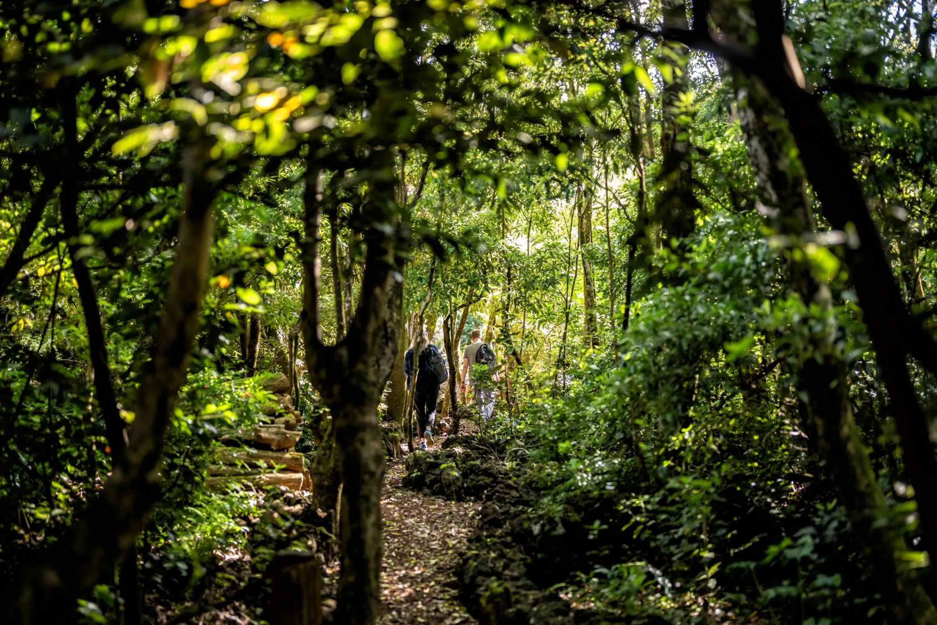 Natural landscape in Alma do Pico - Nature Residence