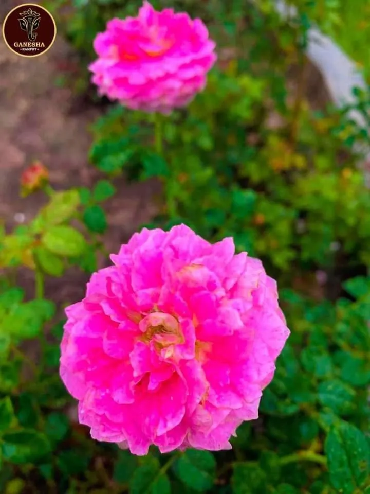 Ganesha Kampot Resort