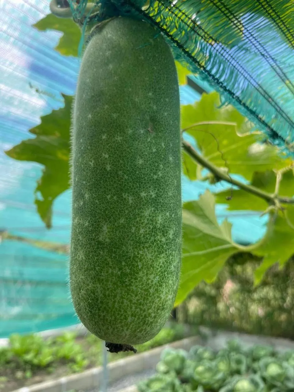 Ganesha Kampot Resort