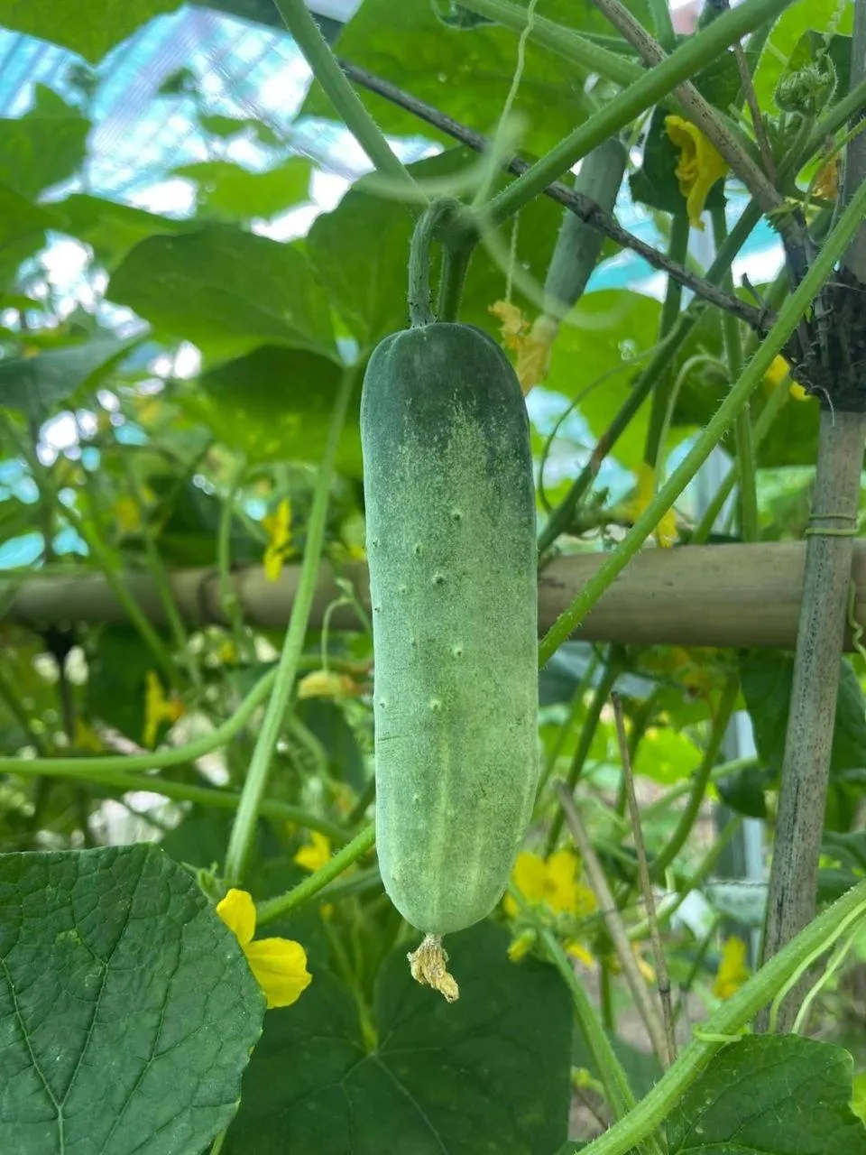 Ganesha Kampot Resort