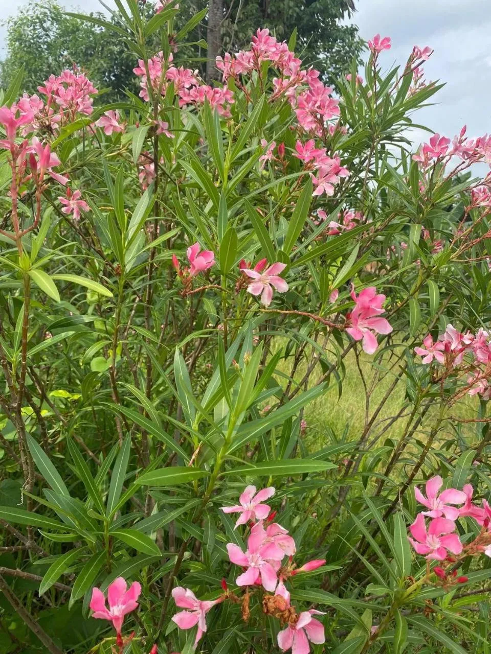 Ganesha Kampot Resort
