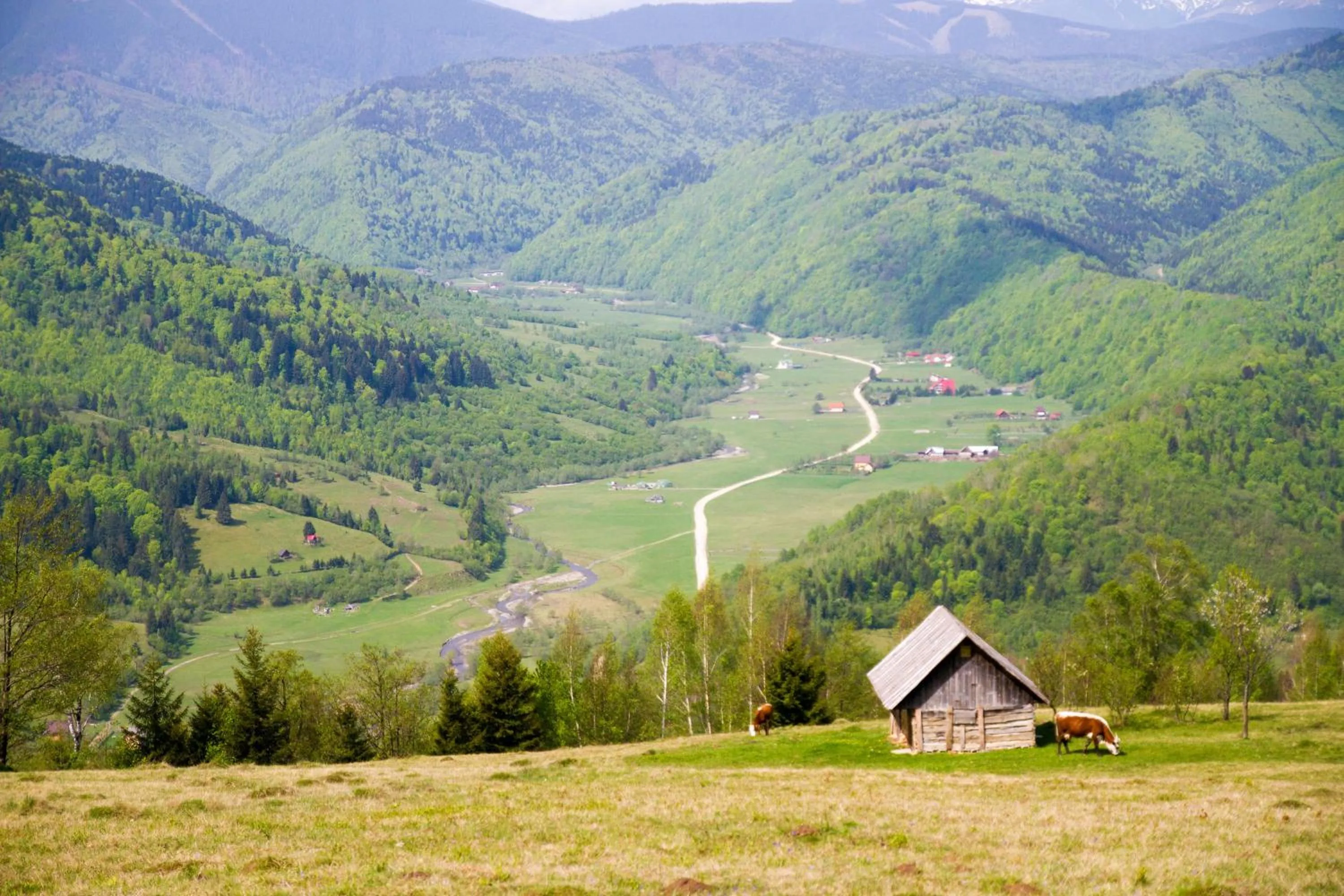 Natural landscape in Pensiunea Poiana Viselor