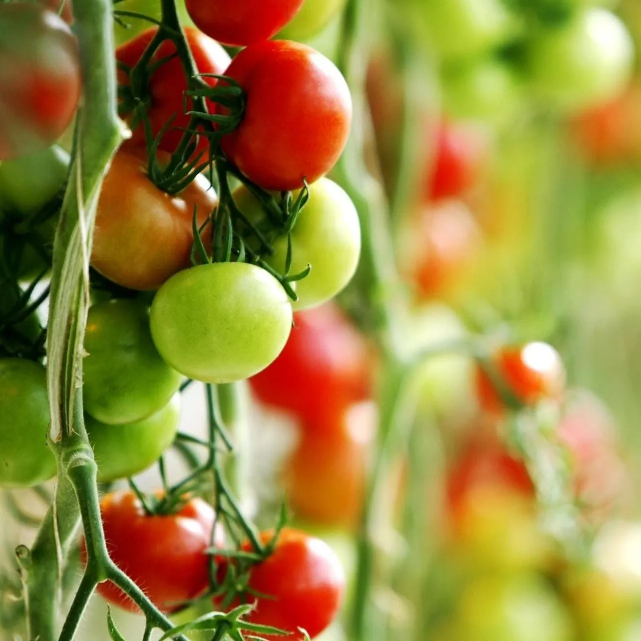 Restaurant/places to eat in The Hill Guesthouse