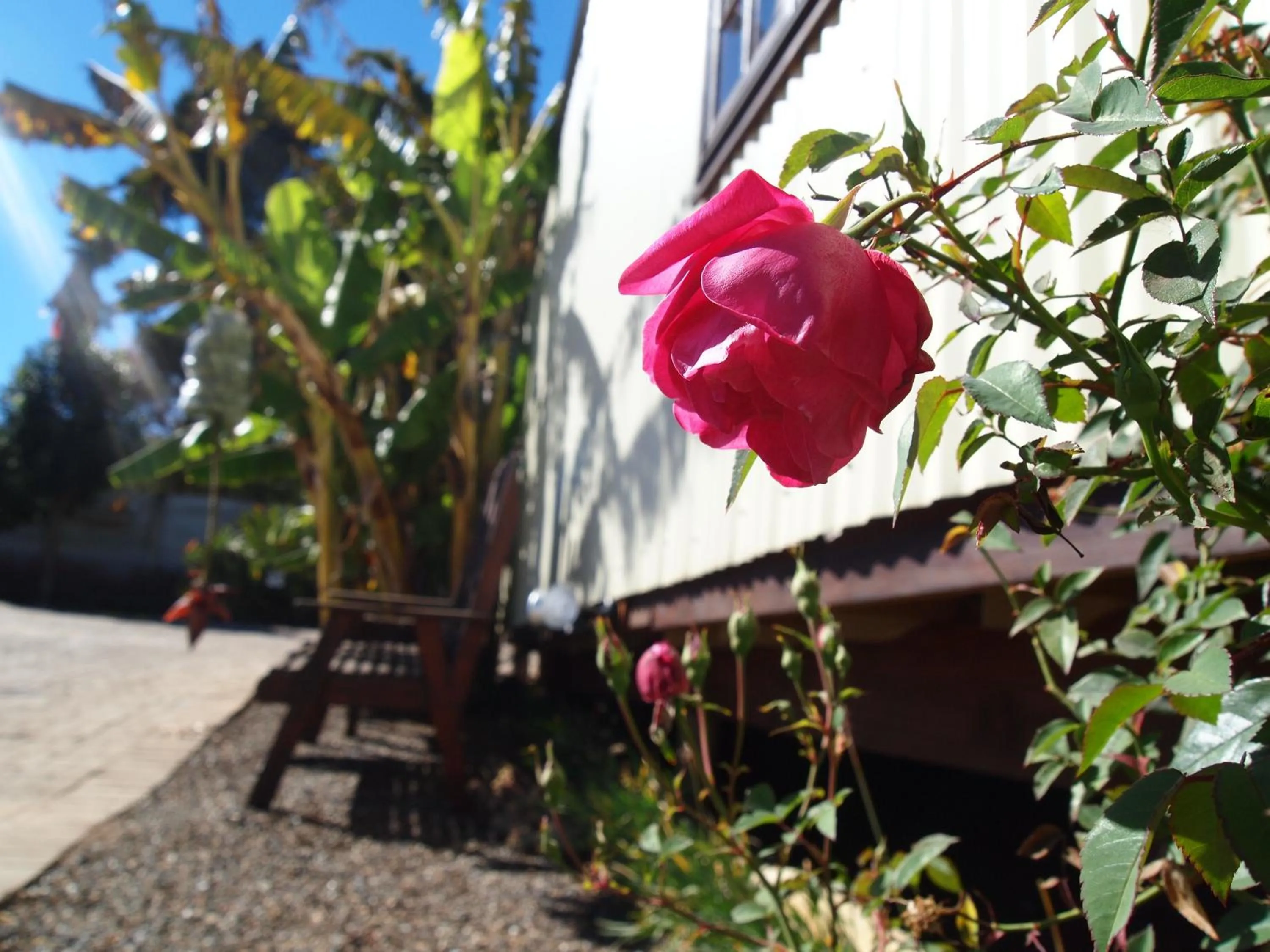 On site in Havana Nights