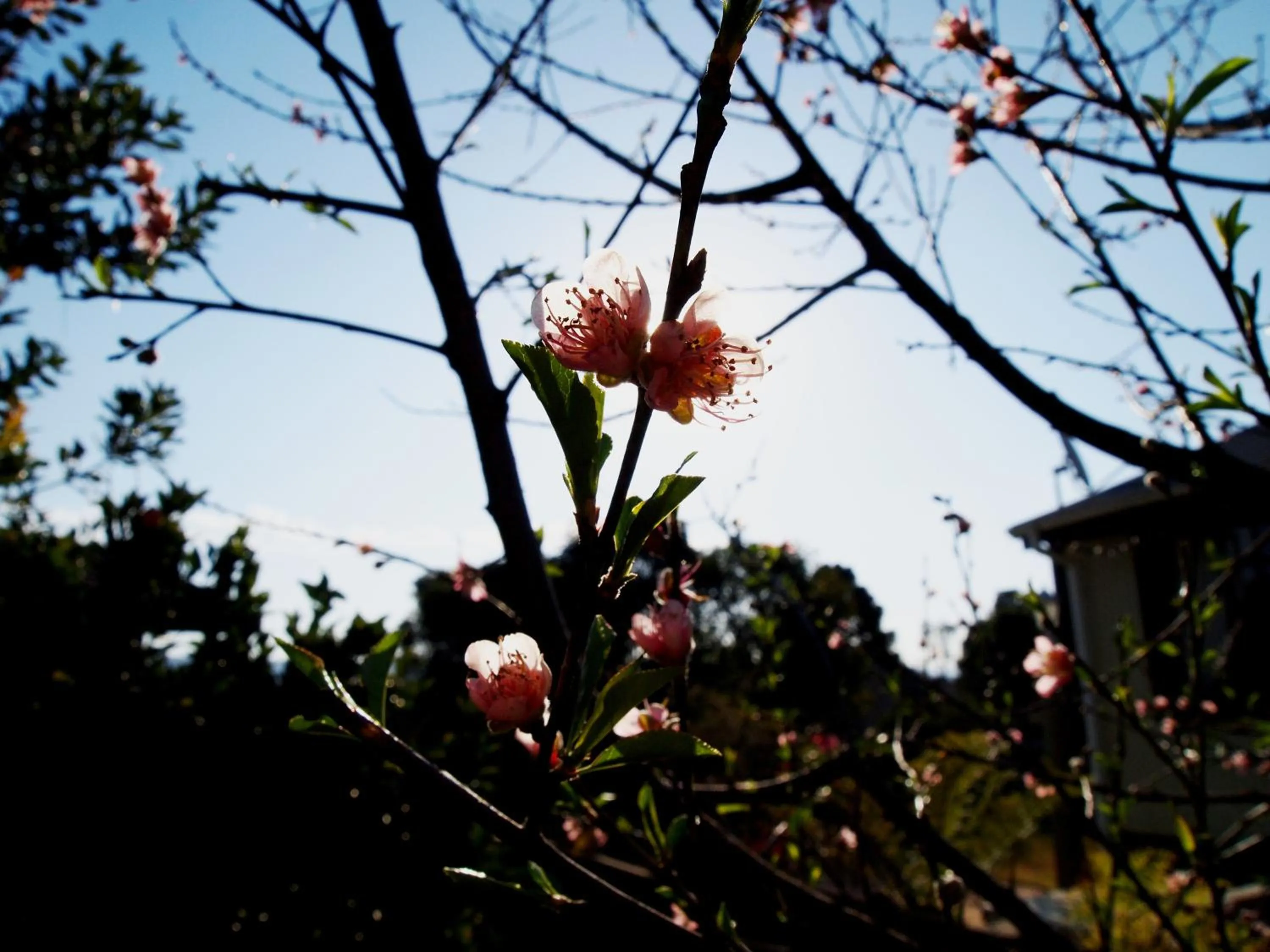 Garden view in Havana Nights