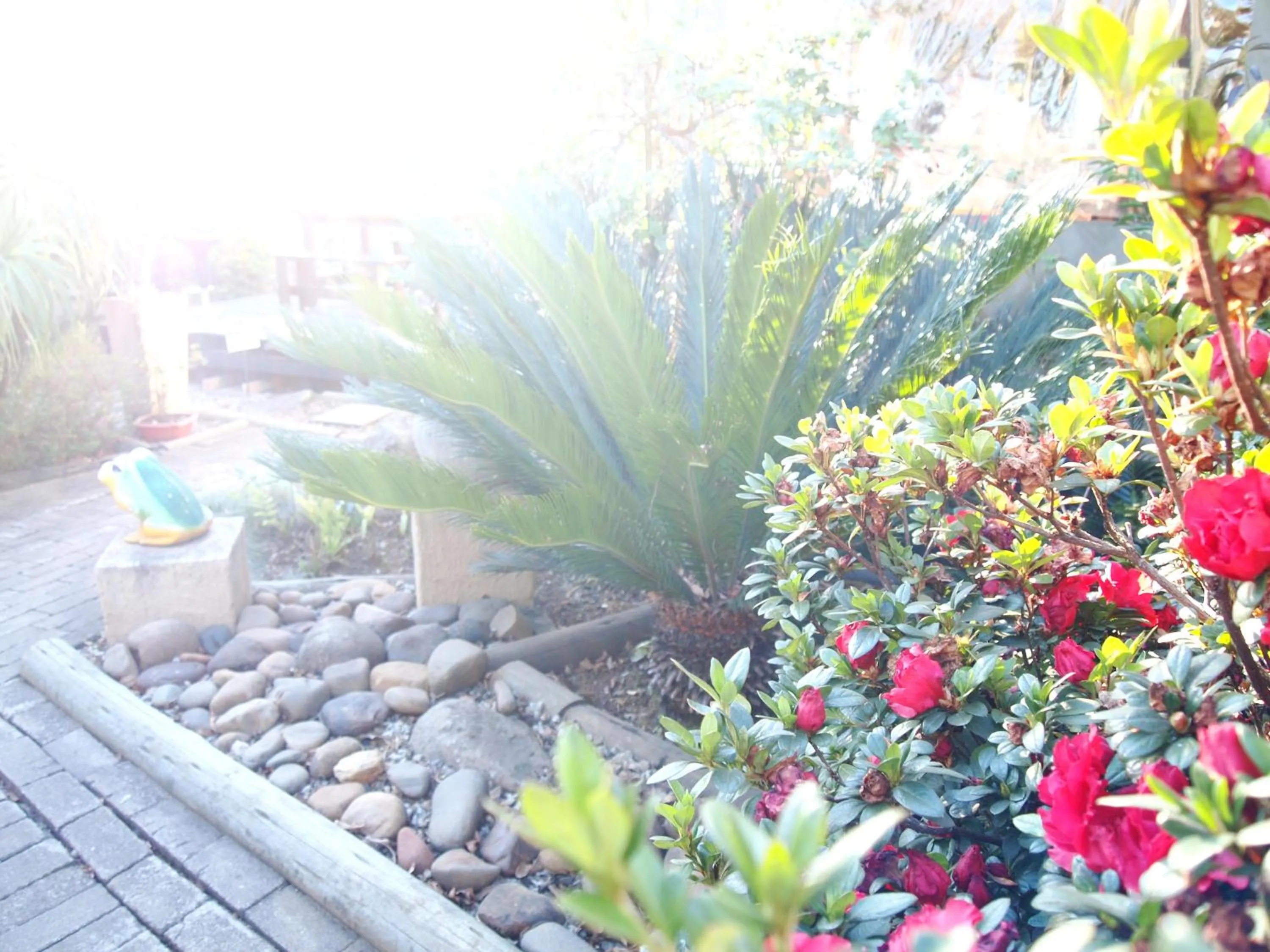 Garden in Havana Nights