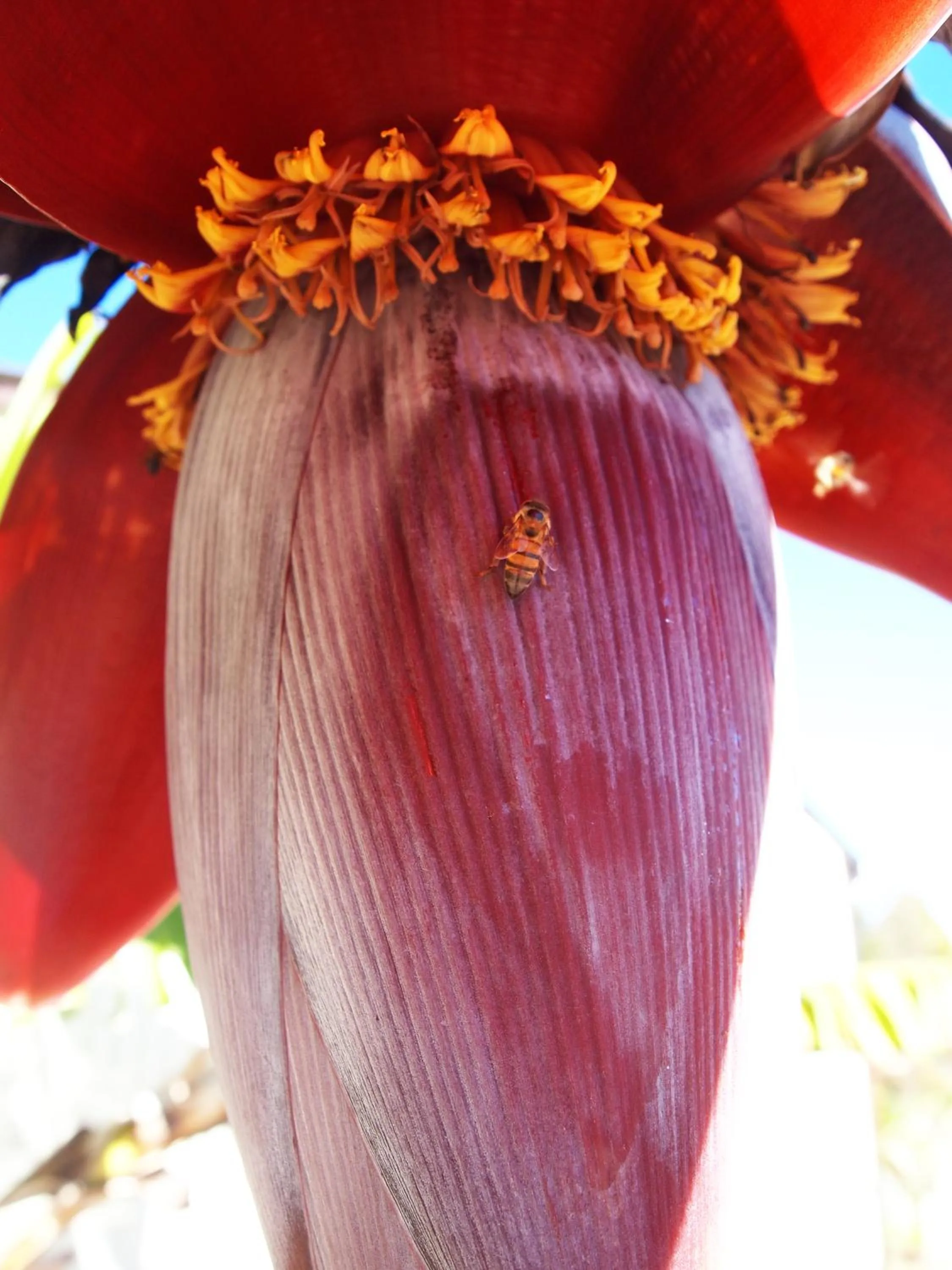 Garden in Havana Nights