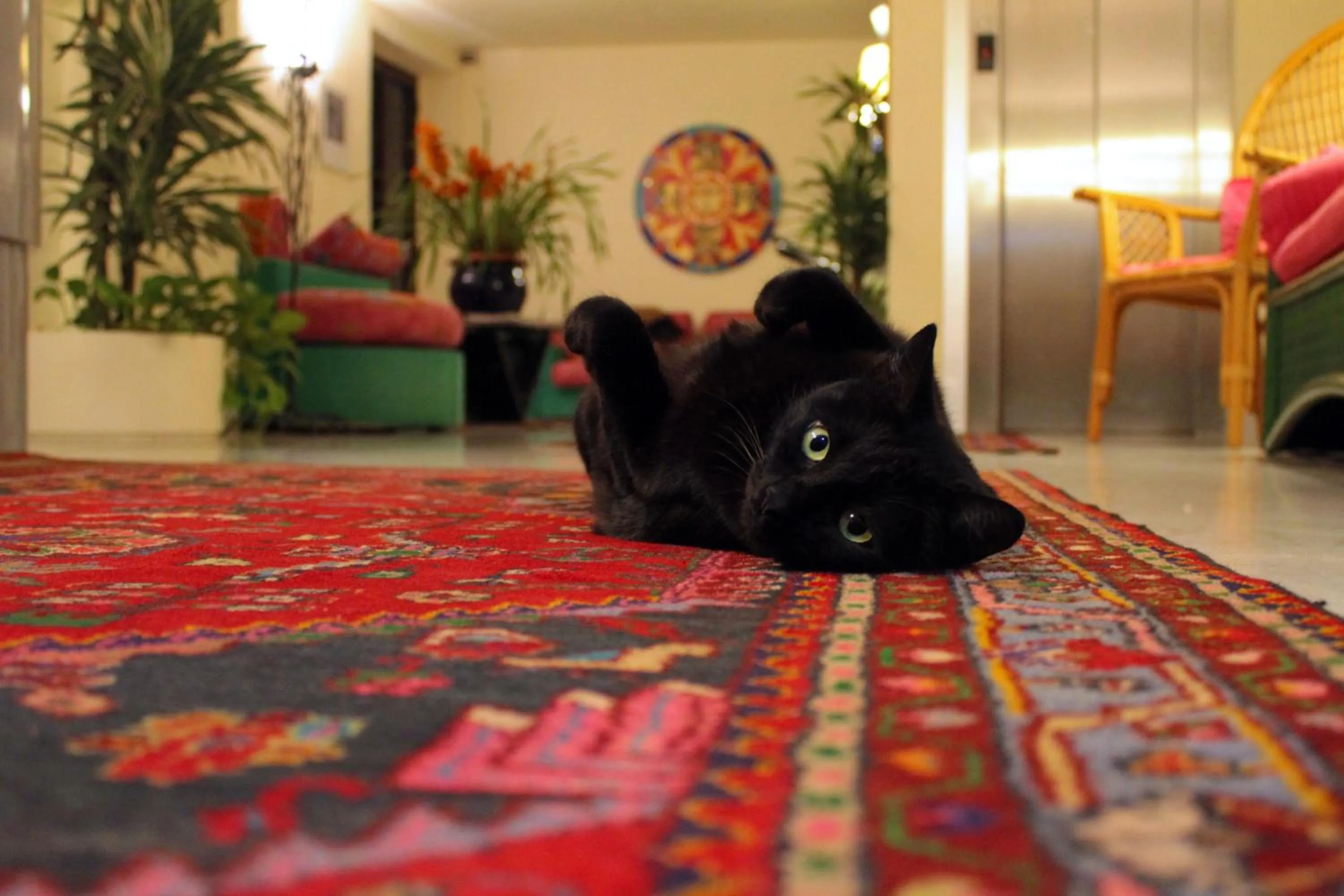 Communal lounge/ TV room in Hotel Palagi