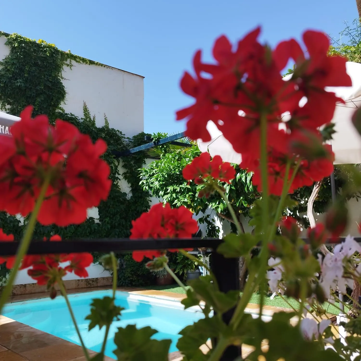 Garden in Suite Comares