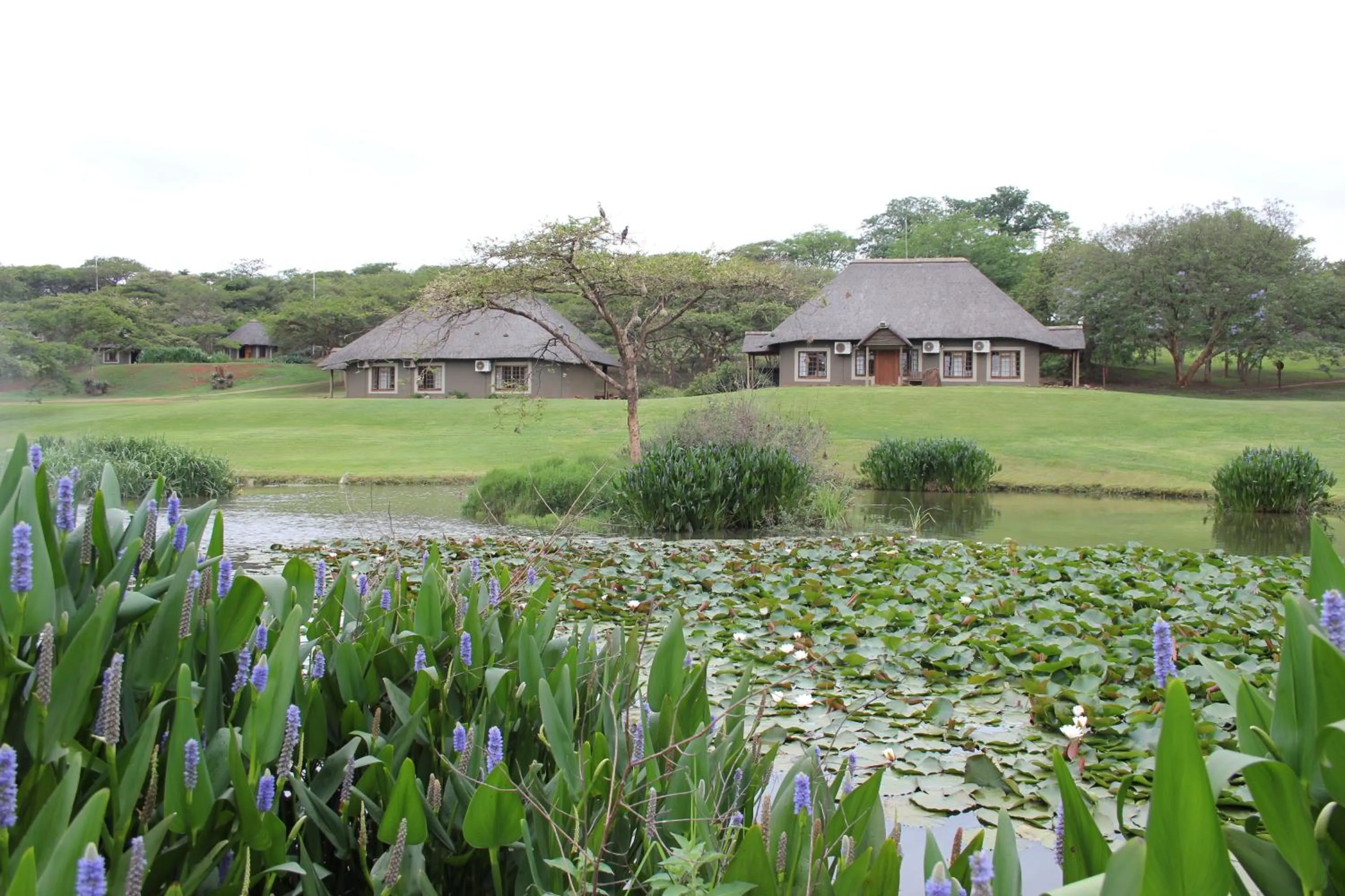 View (from property/room) in Ascot Bush Lodge
