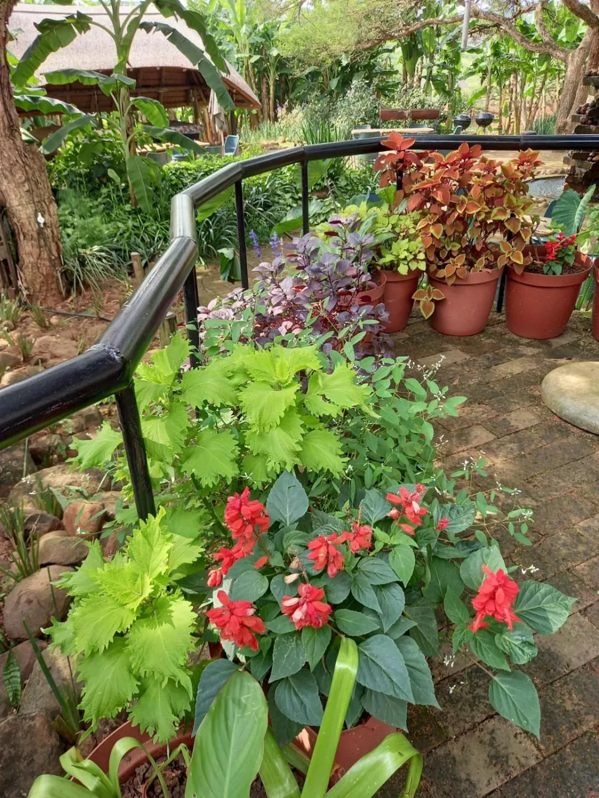 Garden in Ascot Bush Lodge