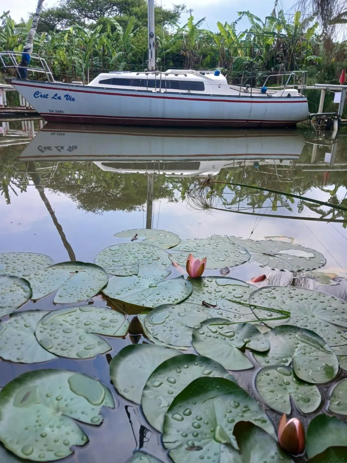 Bed in Ascot Bush Lodge
