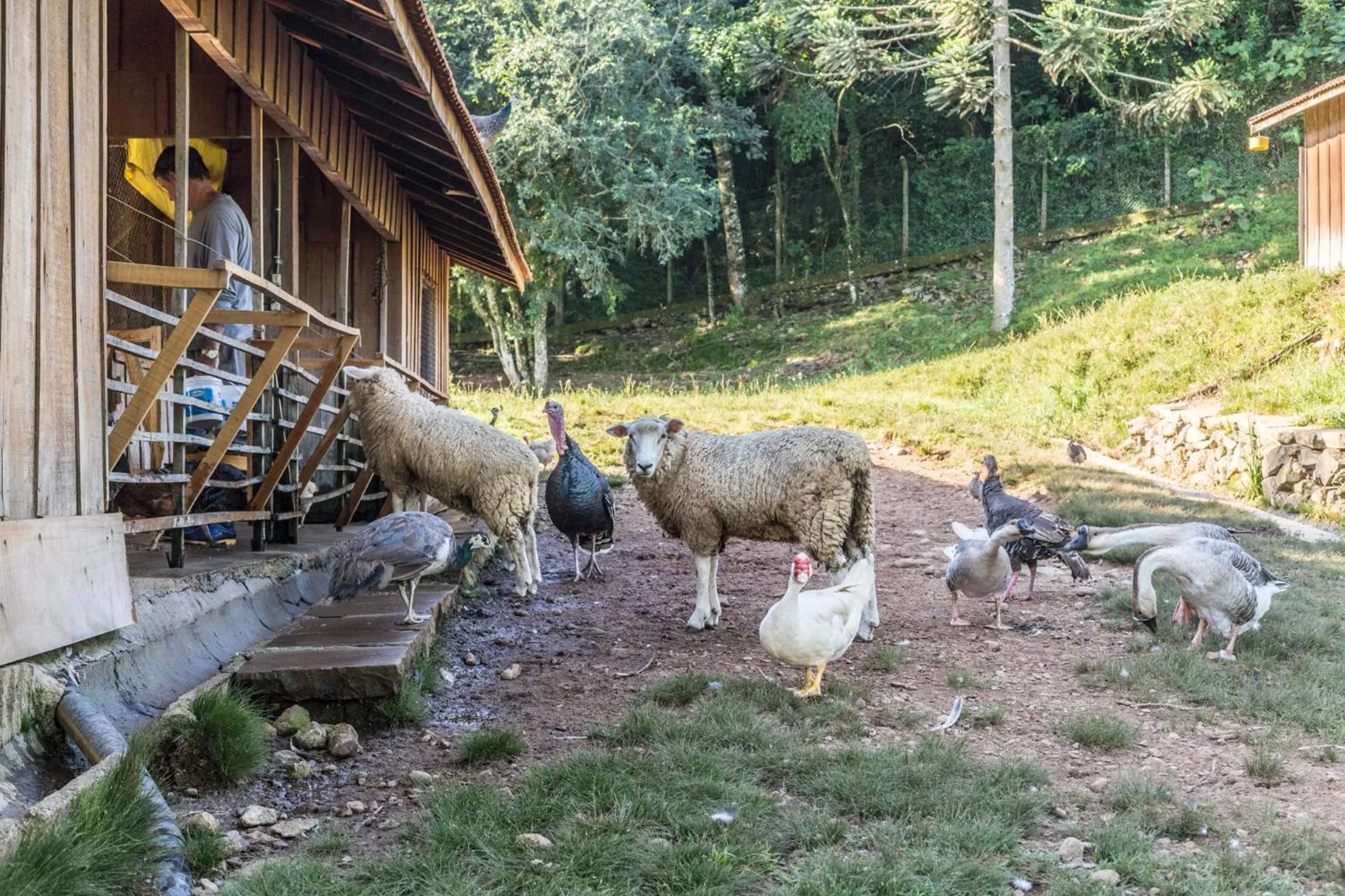 Animals in Hotel Villa Michelon