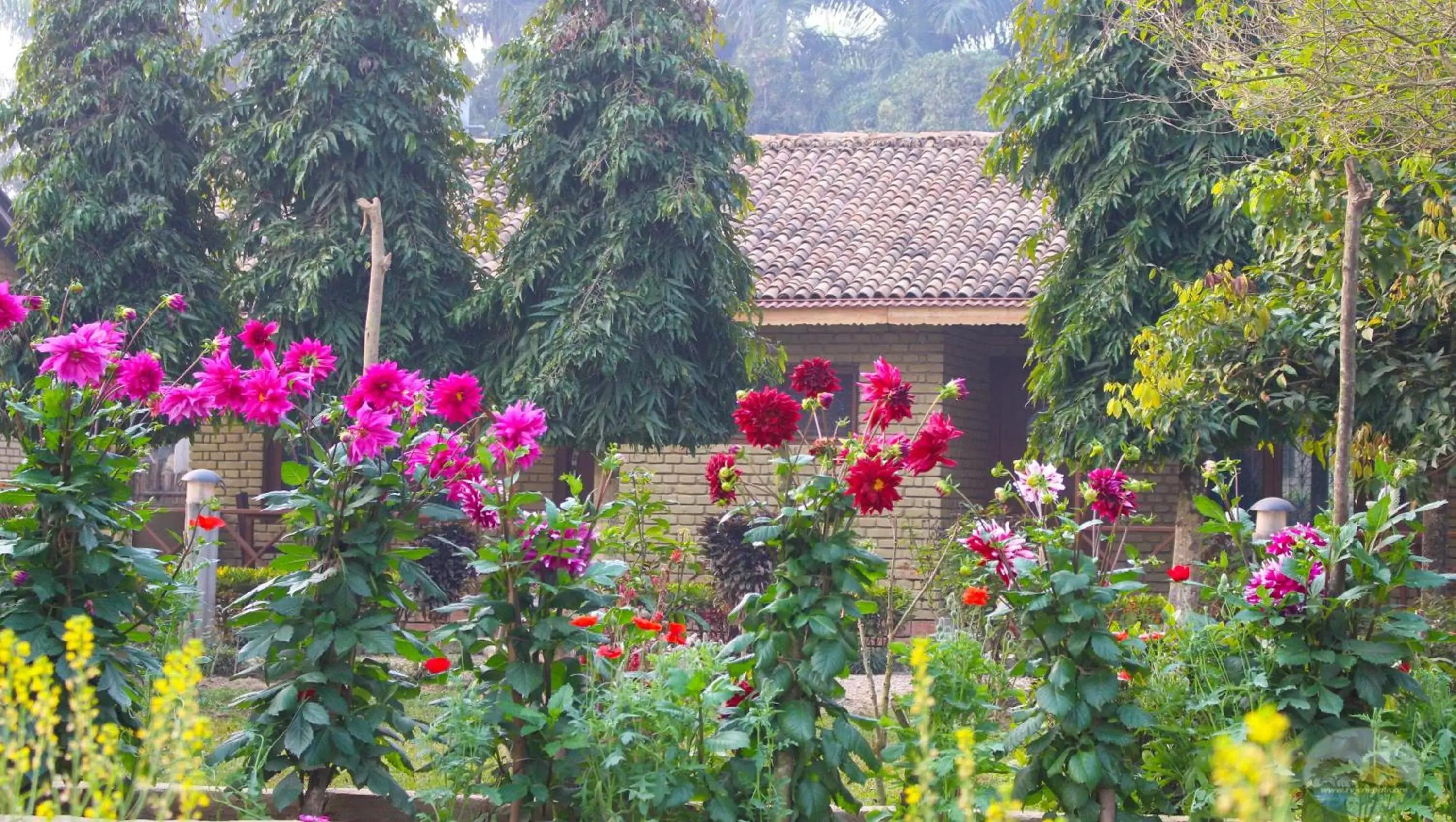 Bungalow with Garden View in River View Jungle Camp Bungalow with Garden View in River View Jungle Camp