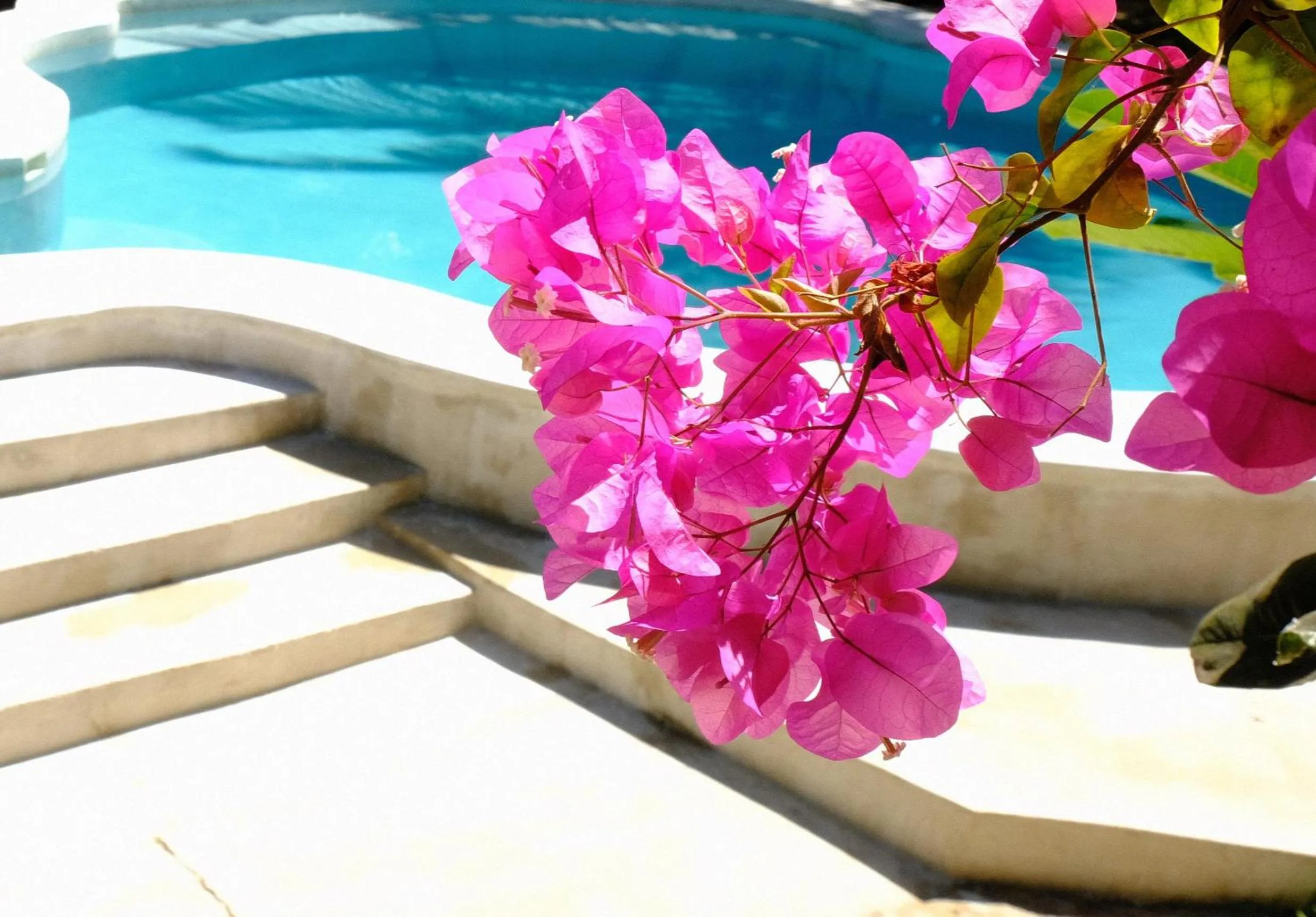Garden in Kobe House