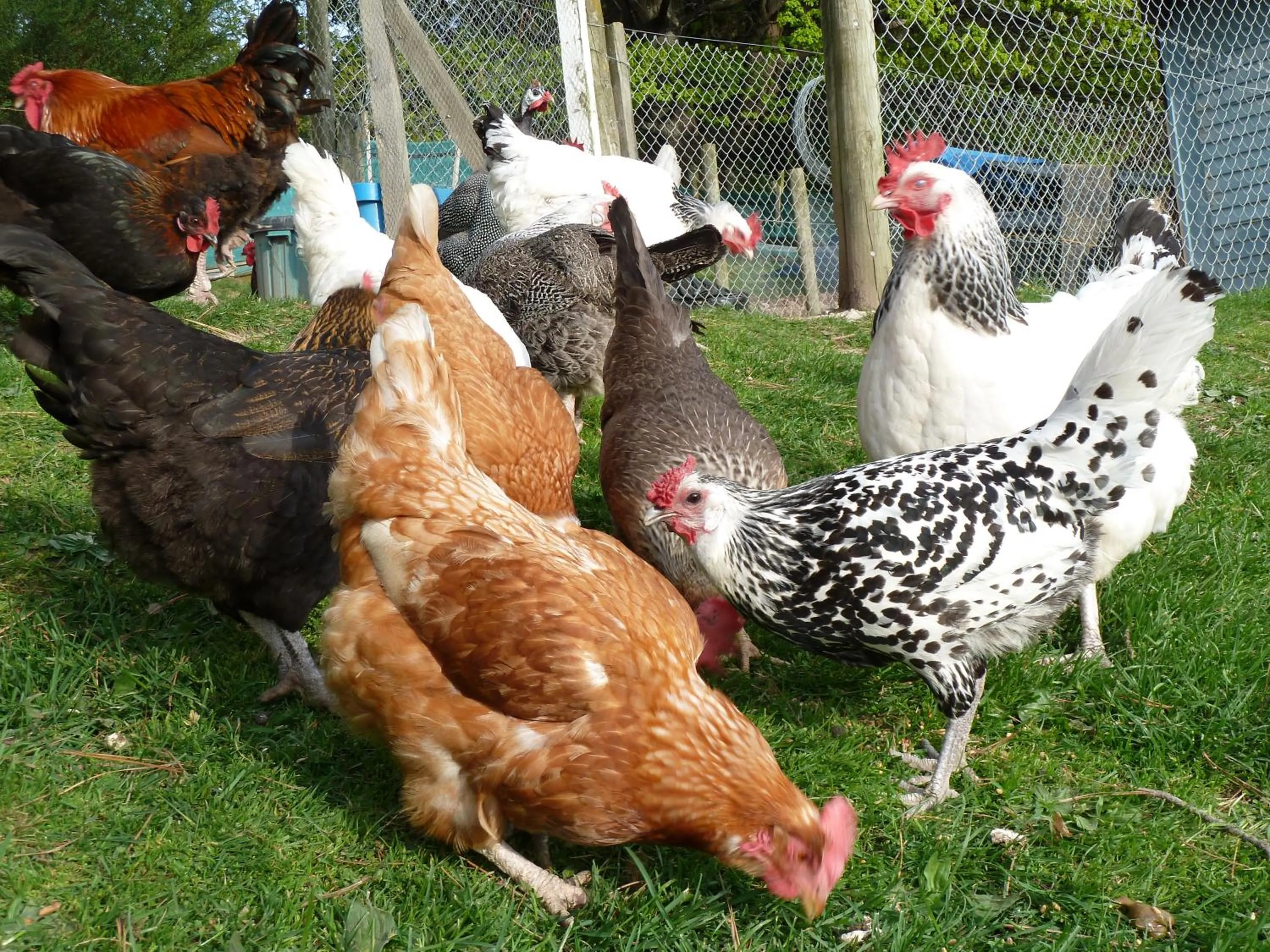 Animals in L'abri Bed and Breakfast