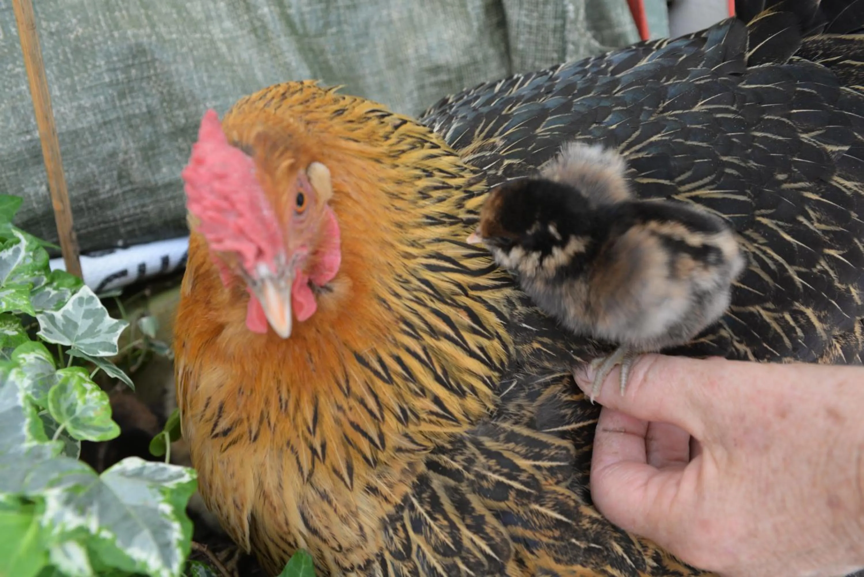 Animals in L'abri Bed and Breakfast