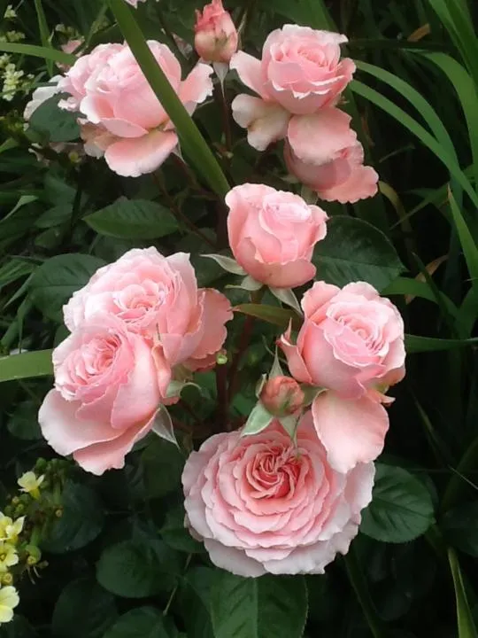 Garden in L'abri Bed and Breakfast